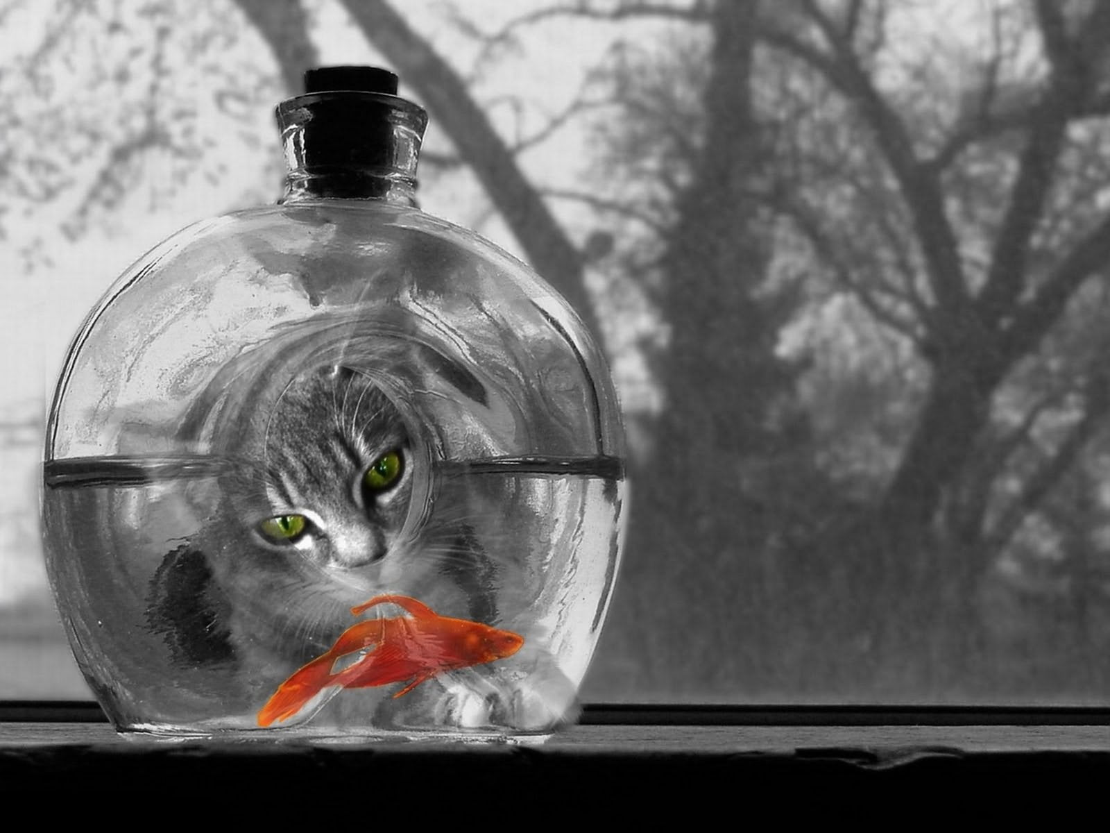 no people, tree, nature, fishbowl, animals in the wild, water, cat, red, one animal, animal, cute, animal themes, goldfish, animal wildlife, glass - Material, HD Wallpaper