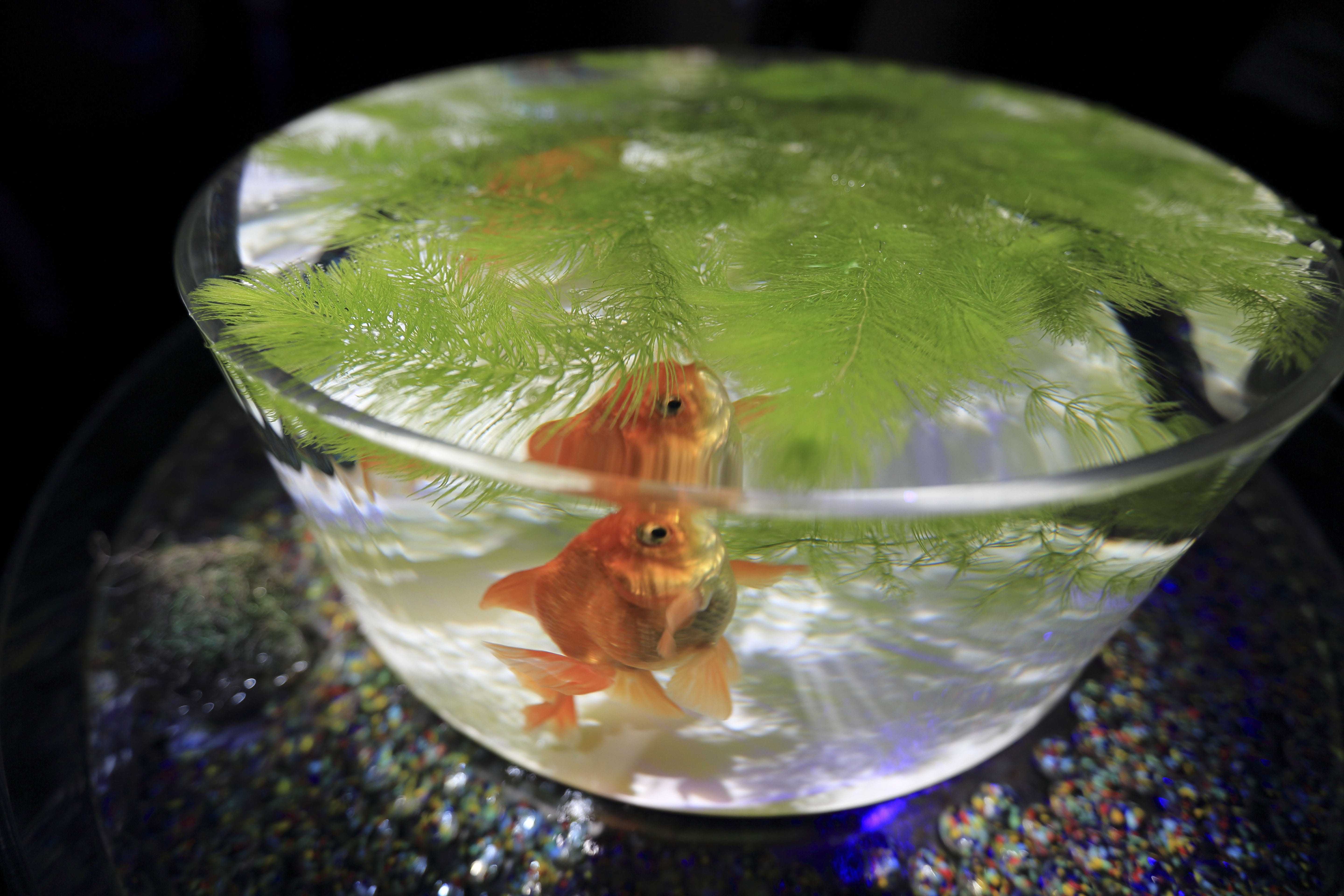 transparent, fish, swimming, glass - material, vertebrate, animal wildlife, domestic, marine, animals in the wild, pets, animal themes, fishbowl, aquarium, HD Wallpaper