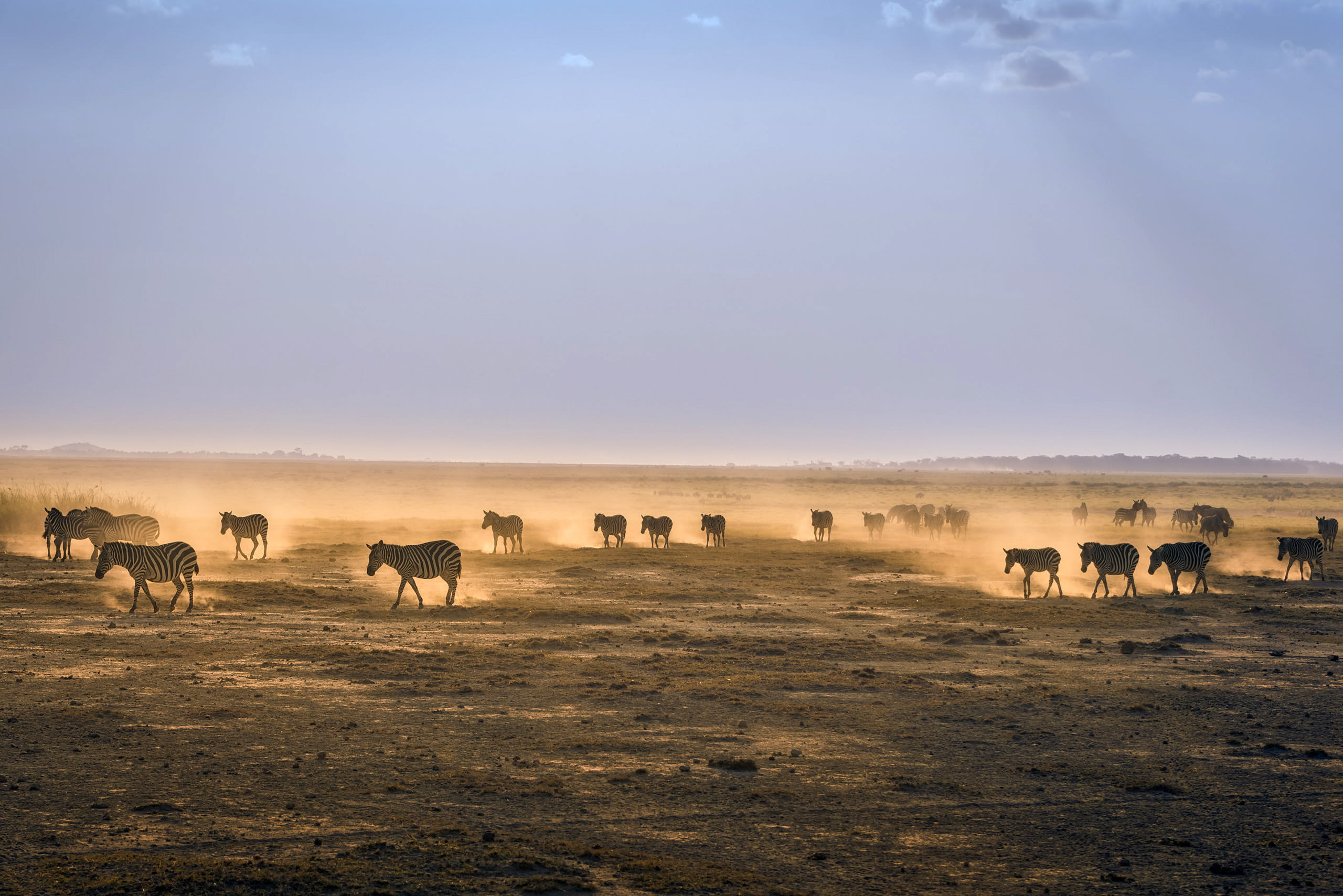 Zebras, livestock, animal themes, wildebeest, photos, group Of Animals, domestic animals, no People, environment, large group of animals, National Park, HD Wallpaper