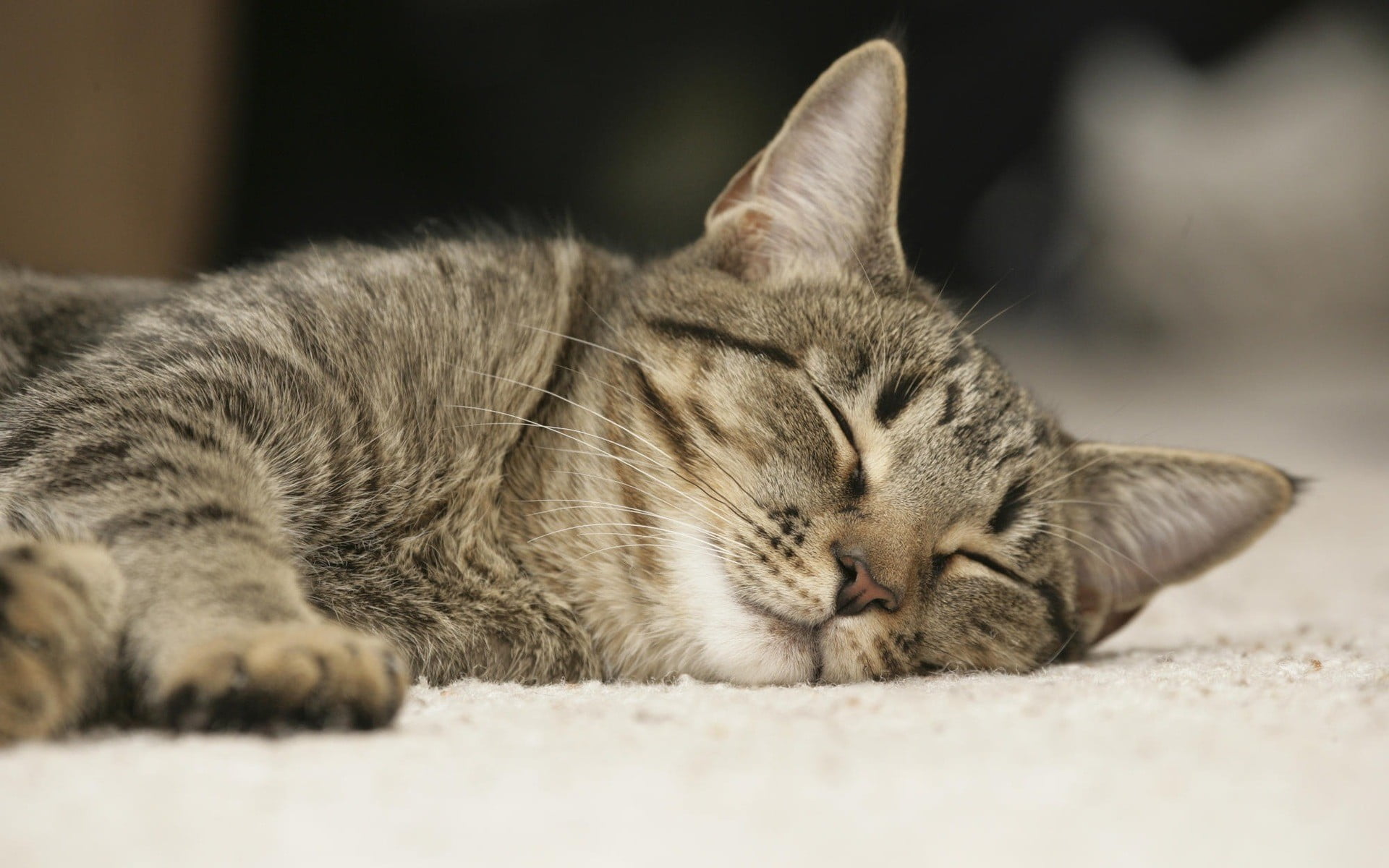 animal themes, selective focus, animal, domestic cat, sleeping, domestic, 1080P, vertebrate, feline, whisker, one animal, tabby, resting, lying down, eyes closed, HD Wallpaper
