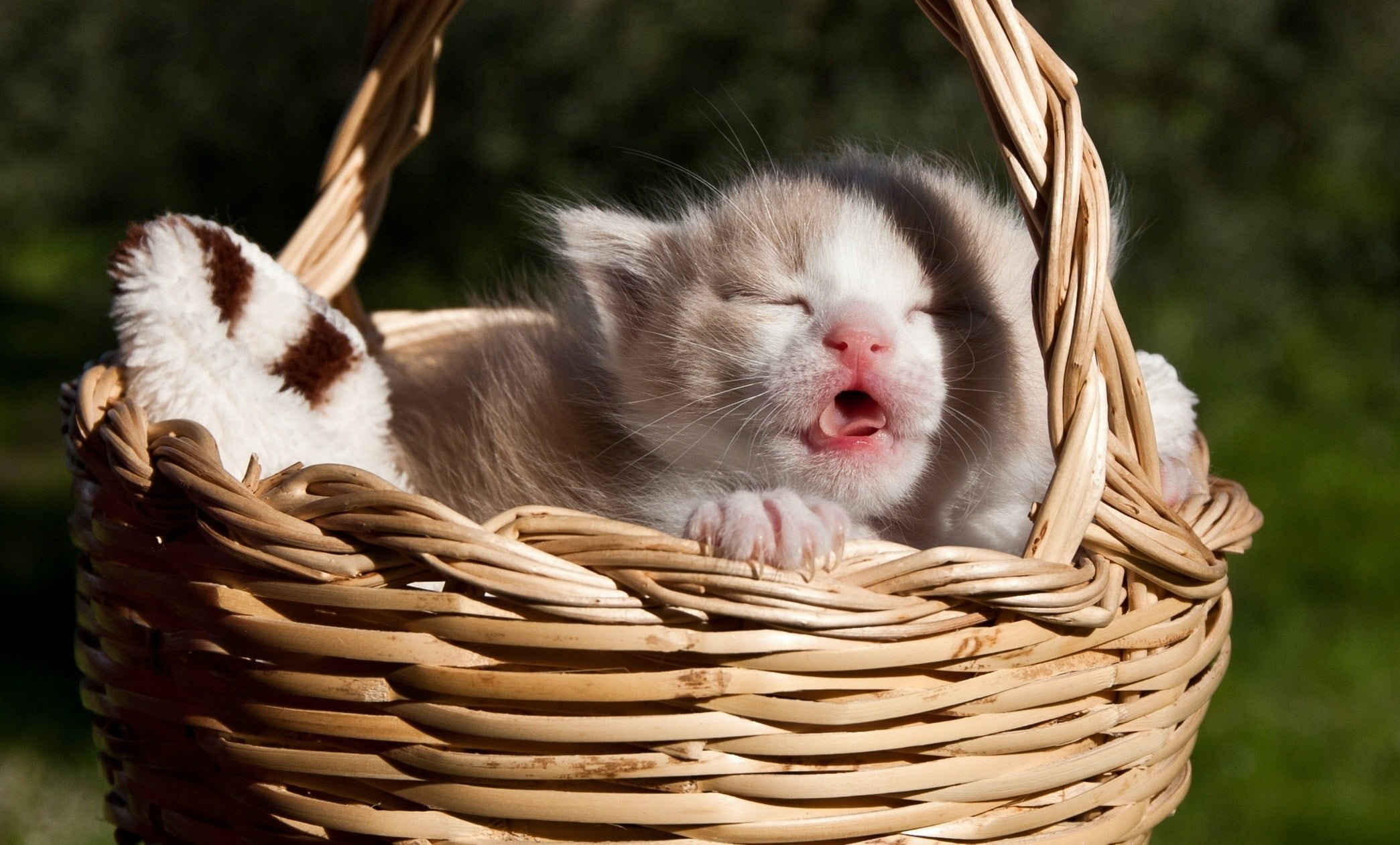 whisker, wicker, kittens, facial expression, feline, young animal, mammal, animal, mouth open, animal wildlife, small, tabby, cat, one animal, container, HD Wallpaper