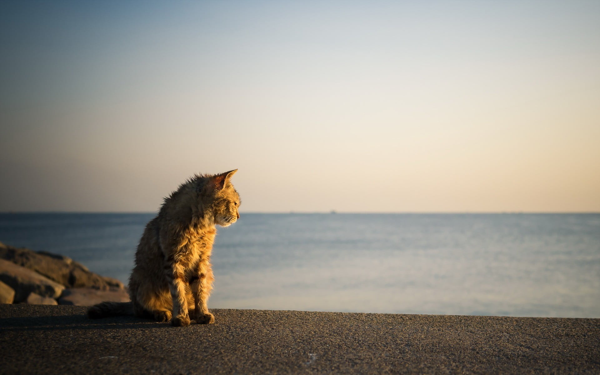 horizon over water, land, mammal, animal themes, tabby, sky, domestic animals, pets, animal, sea, feline, no people, animals, beach, horizon, cat, vertebrate, HD Wallpaper