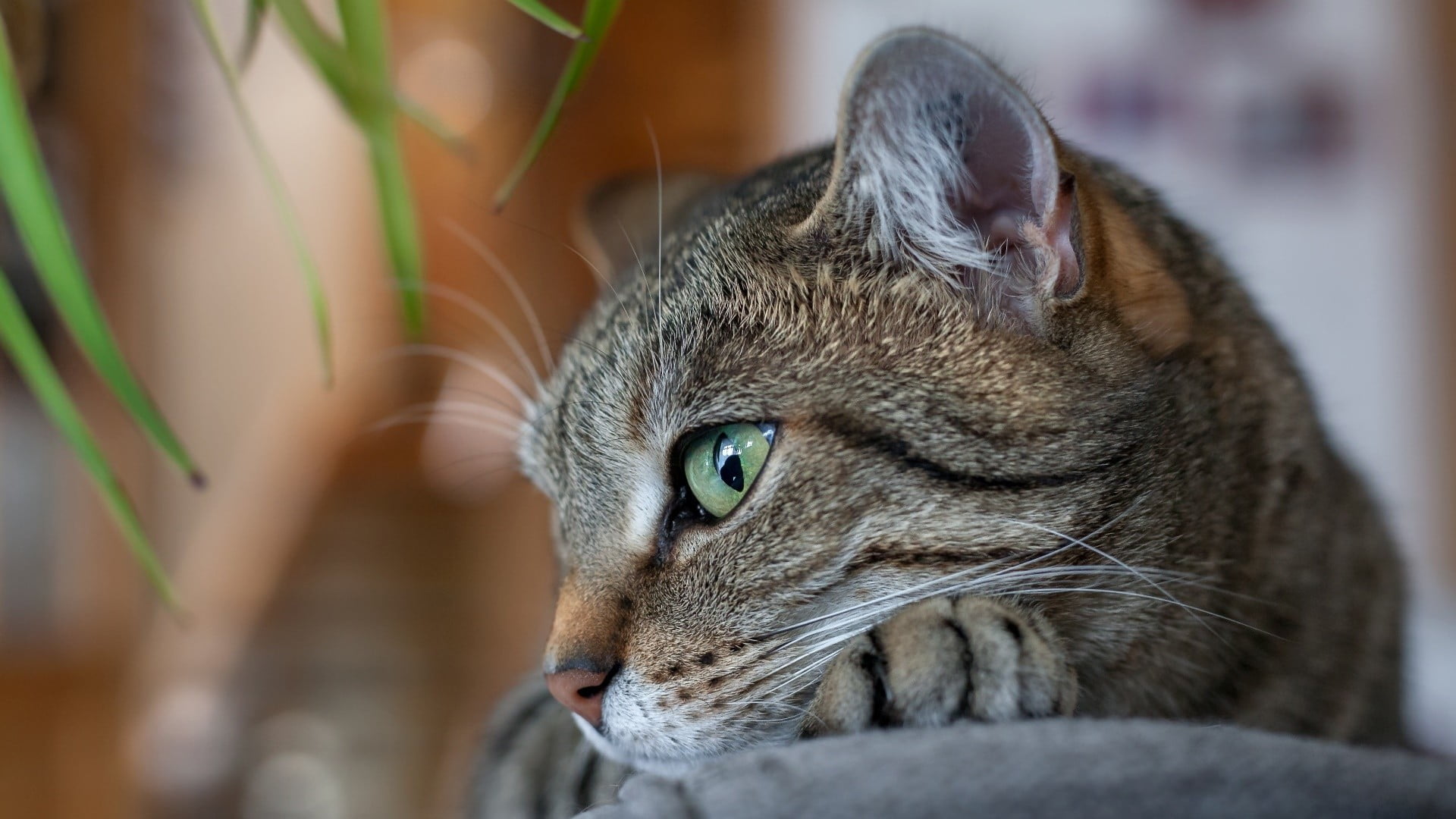 domestic cat, animal body part, domestic animals, cat, 1080P, animals, vertebrate, gray, focus on foreground, white, whisker, relaxation, animal head, HD Wallpaper