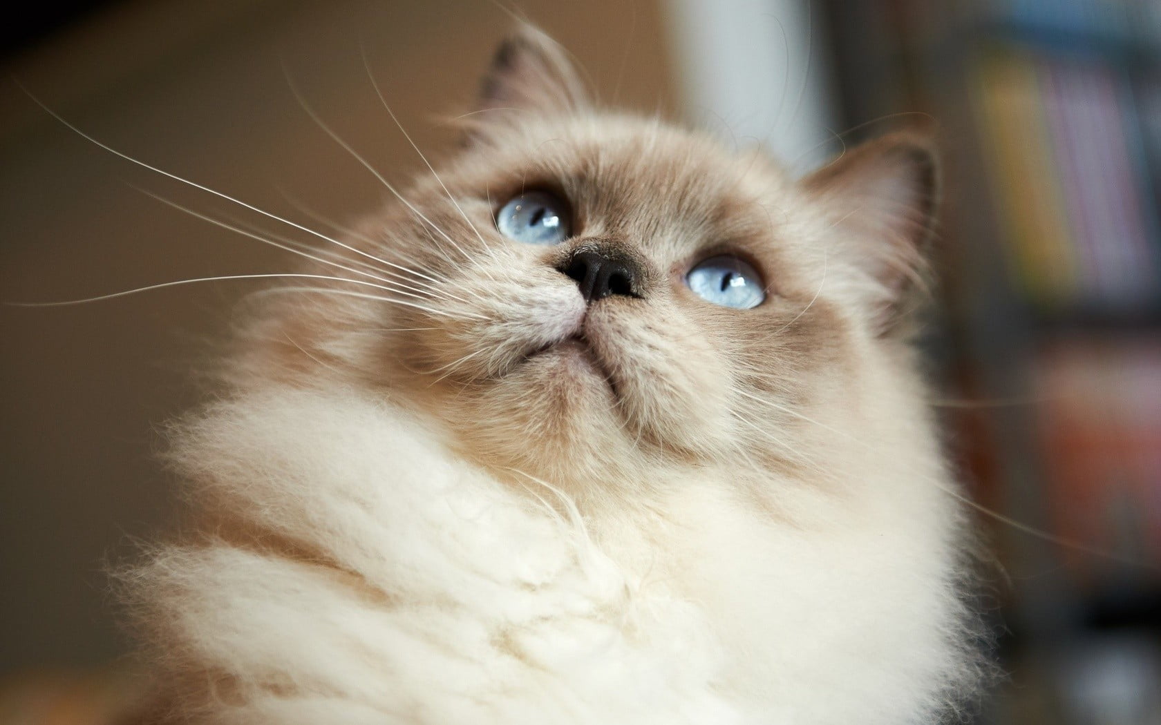 cute, feline, animal body part, animal head, 720P, domestic cat, close-up, pets, animal eye, relaxation, hairstyle, hair, animal hair, eye, no people, HD Wallpaper