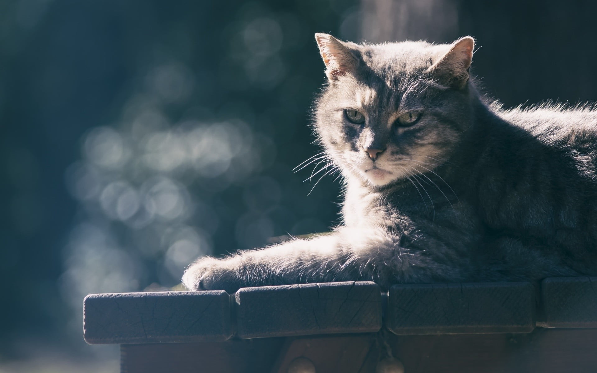 whisker, day, focus on foreground, pets, animal, relaxation, 1080P, silver, domestic cat, feline, tabby, animal themes, one animal, animals, looking, mammal, HD Wallpaper