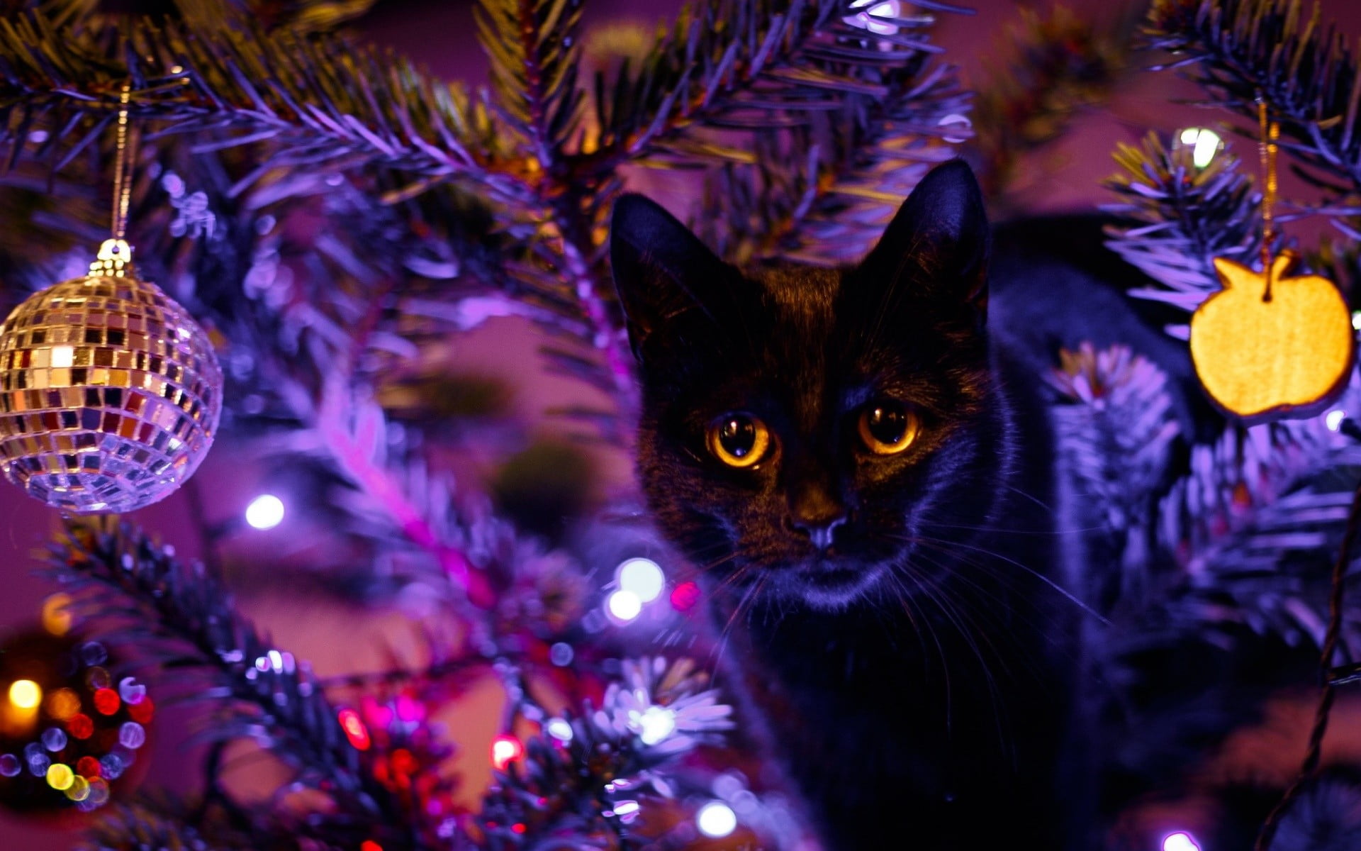 black, no people, cat, animal themes, domestic, domestic cat, animals, celebration, holiday, illuminated, domestic animals, indoors, Christmas ornaments , HD Wallpaper