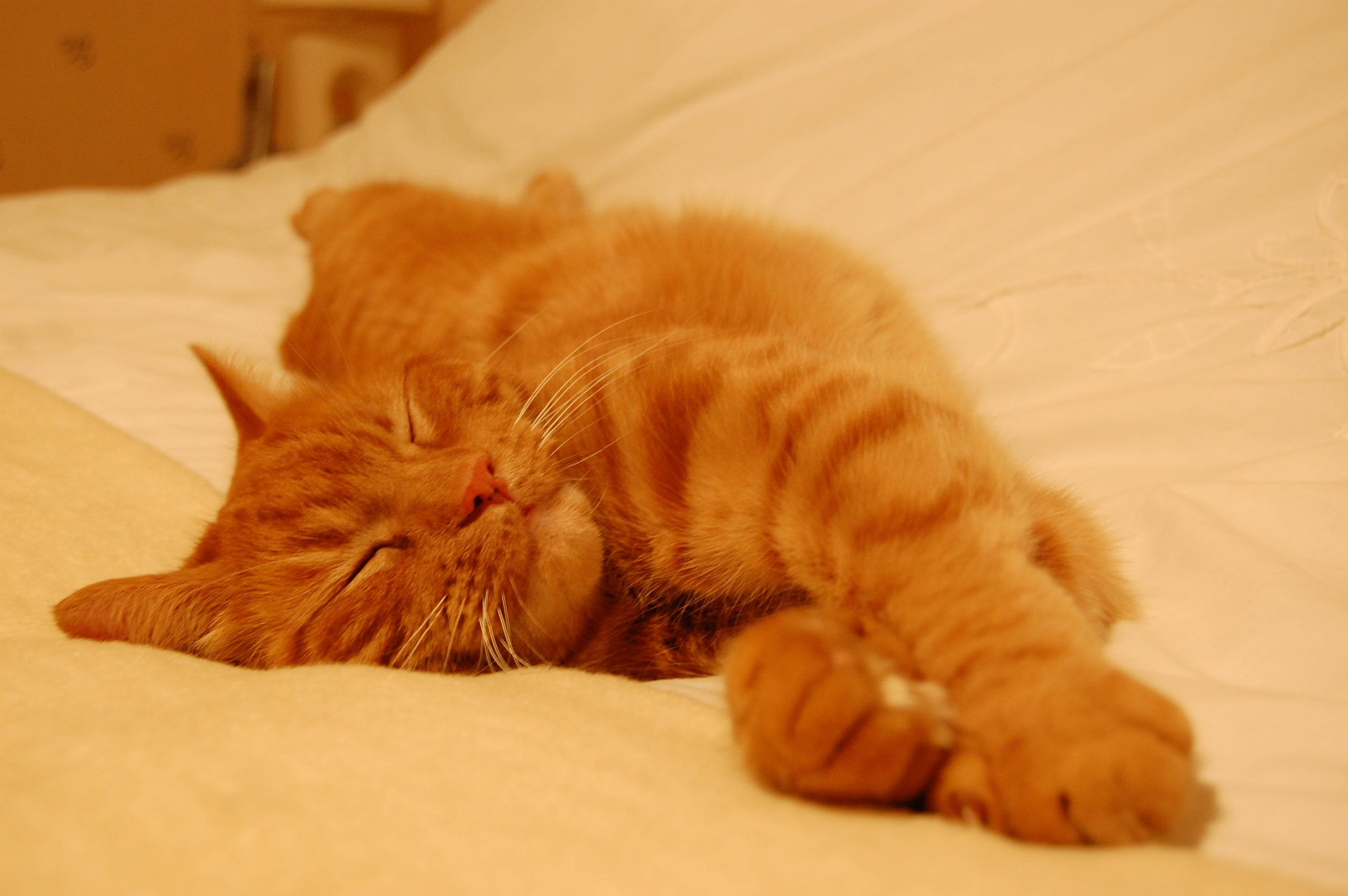 no people, resting, lying down, whisker, domestic cat, bed, orange, eyes closed, one animal, feline, tabby, 2K, relaxation, domestic, napping, indoors, HD Wallpaper