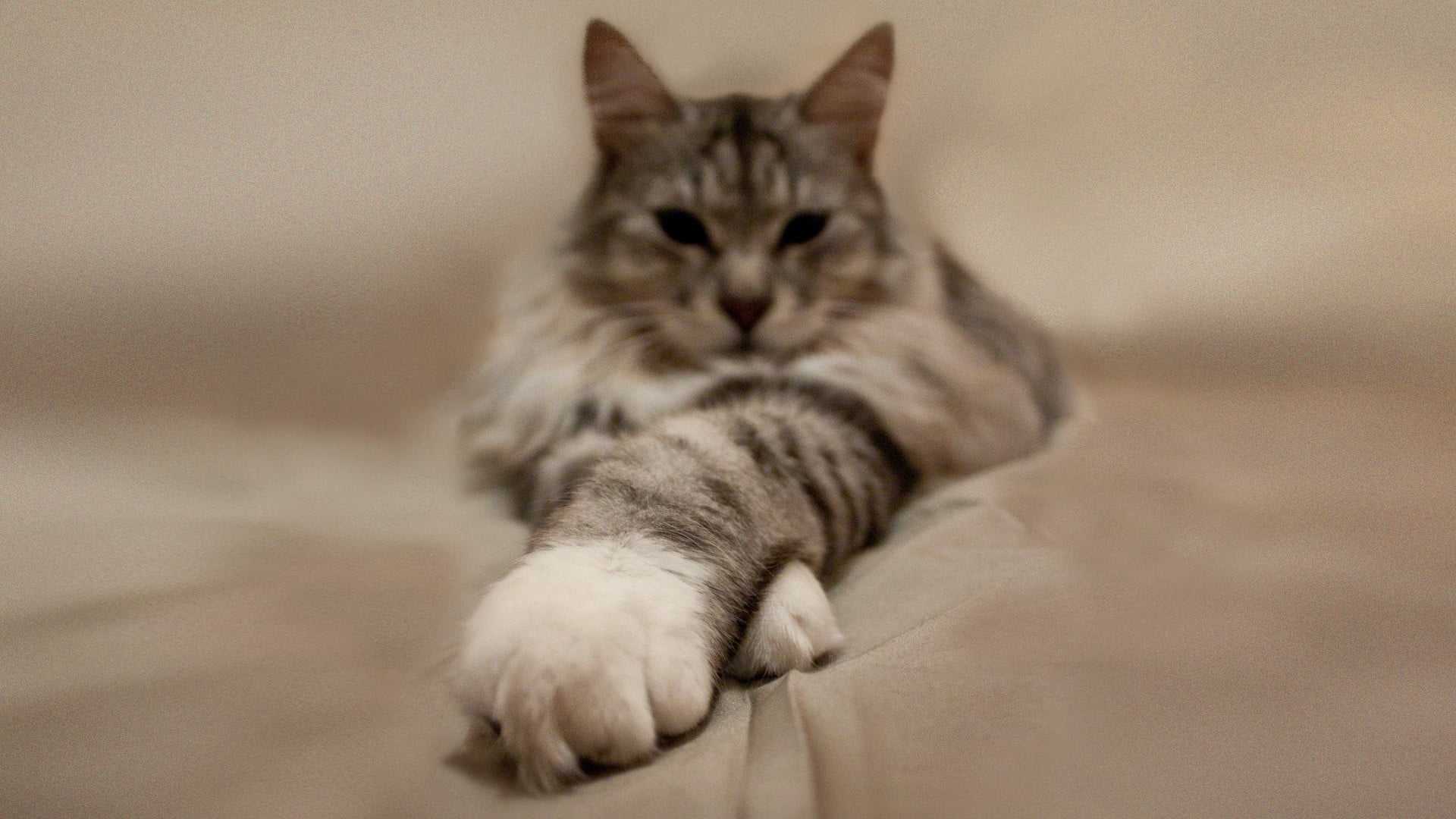 whisker, 1080P, domestic animals, domestic, gray, relaxation, cat, looking at camera, no people, animals, portrait, mammal, depth of field, sitting, feline, HD Wallpaper