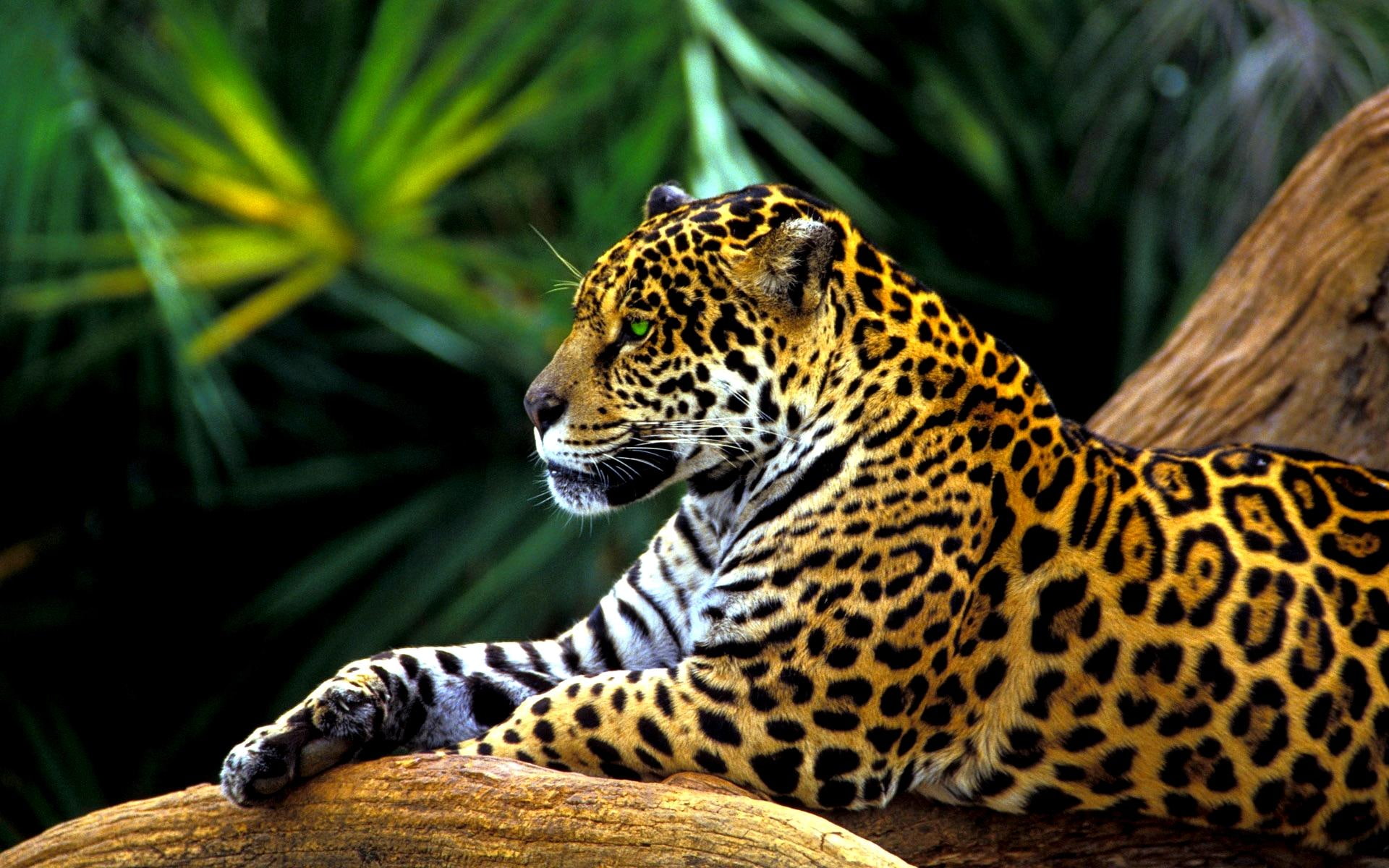 rain forest, amazon, predator, animals, 1080P, jaguar, relaxing, HD Wallpaper