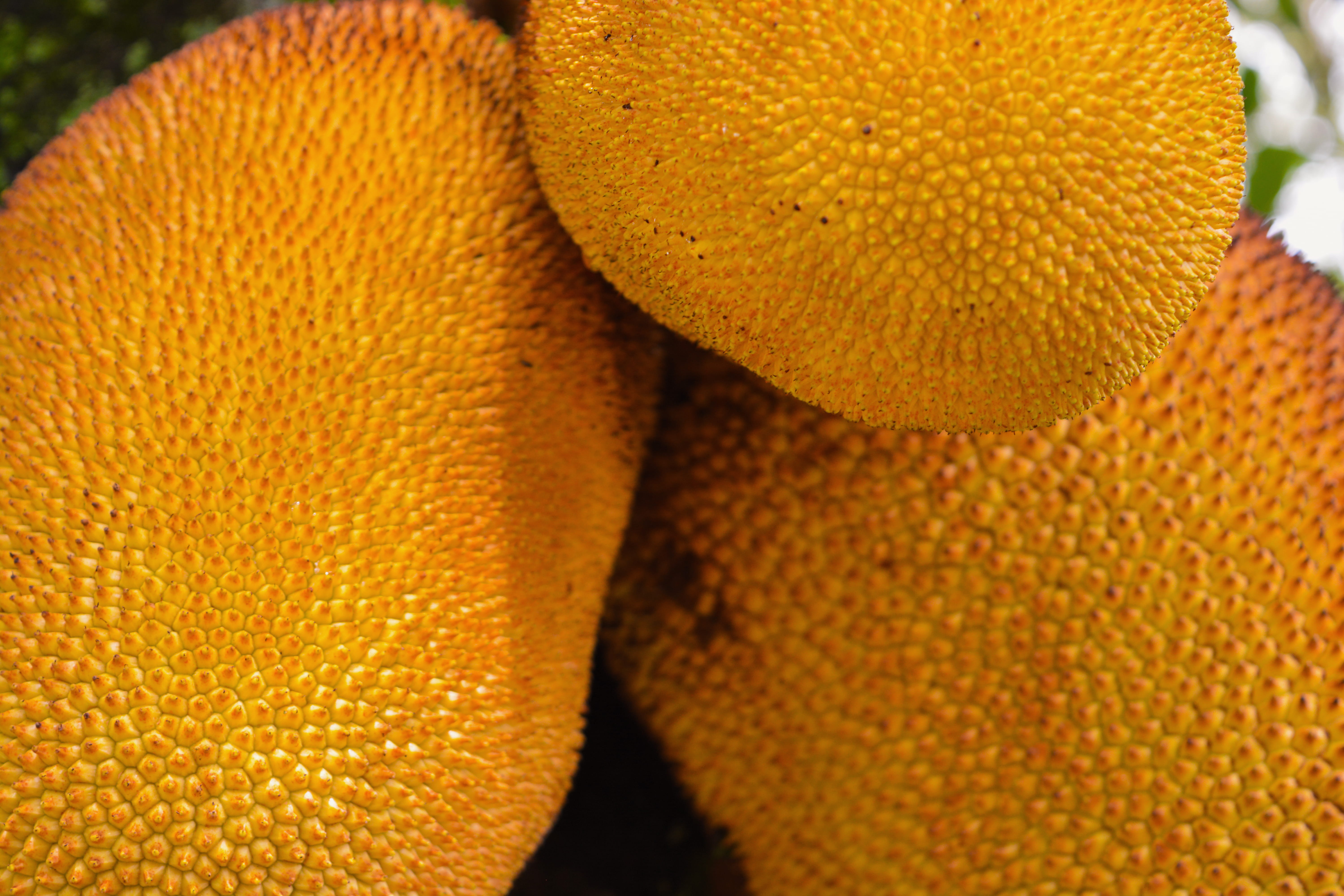selva, day, beauty in nature, fruit, forest, texture, plant, textured, wellbeing, close-up, amazonas, yellow, cali, backgrounds, full frame, food, still life, HD Wallpaper