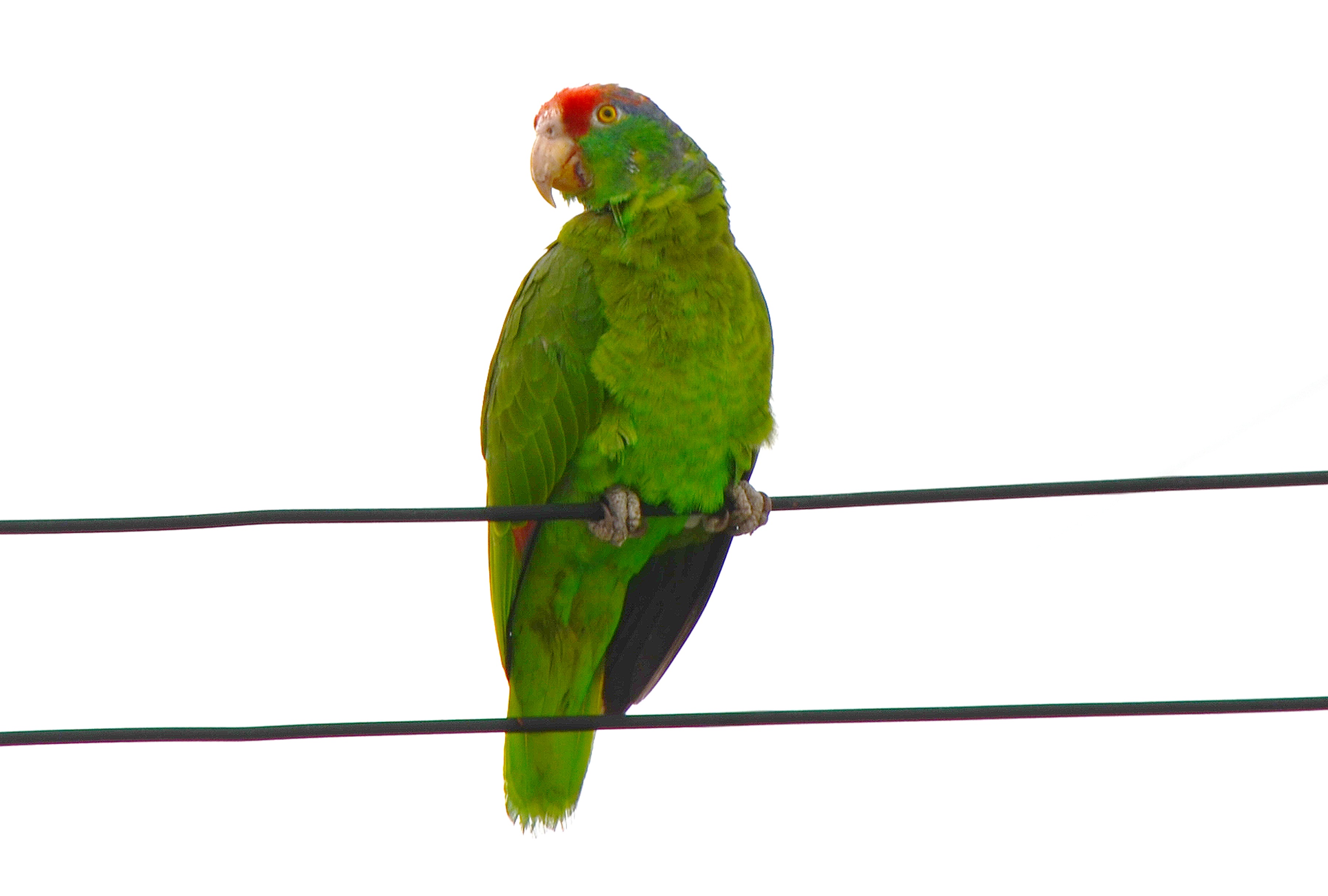 animal, outdoors, parrot, no people, green, low angle view, animals in the wild, rubrogenys, full length, 2K, white background, red-fronted macaw, sky, HD Wallpaper