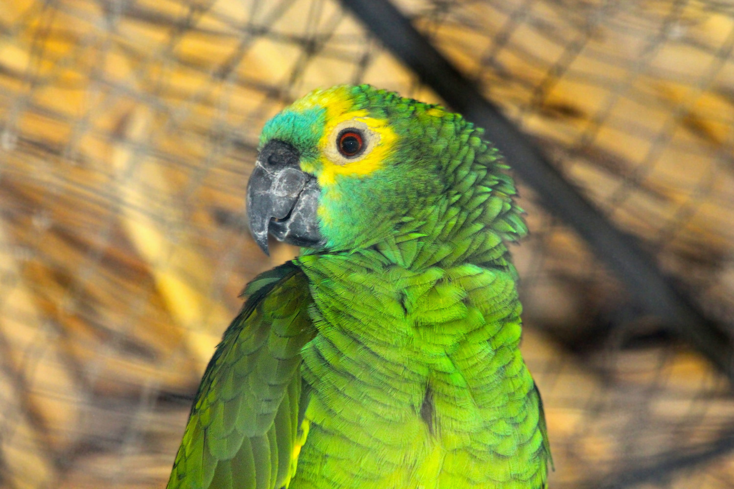 animals in the wild, one animal, tropical bird, focus on foreground, animal, bird, nature, closeup, animal wildlife, day, fauna, parakeet, animal head, HD Wallpaper