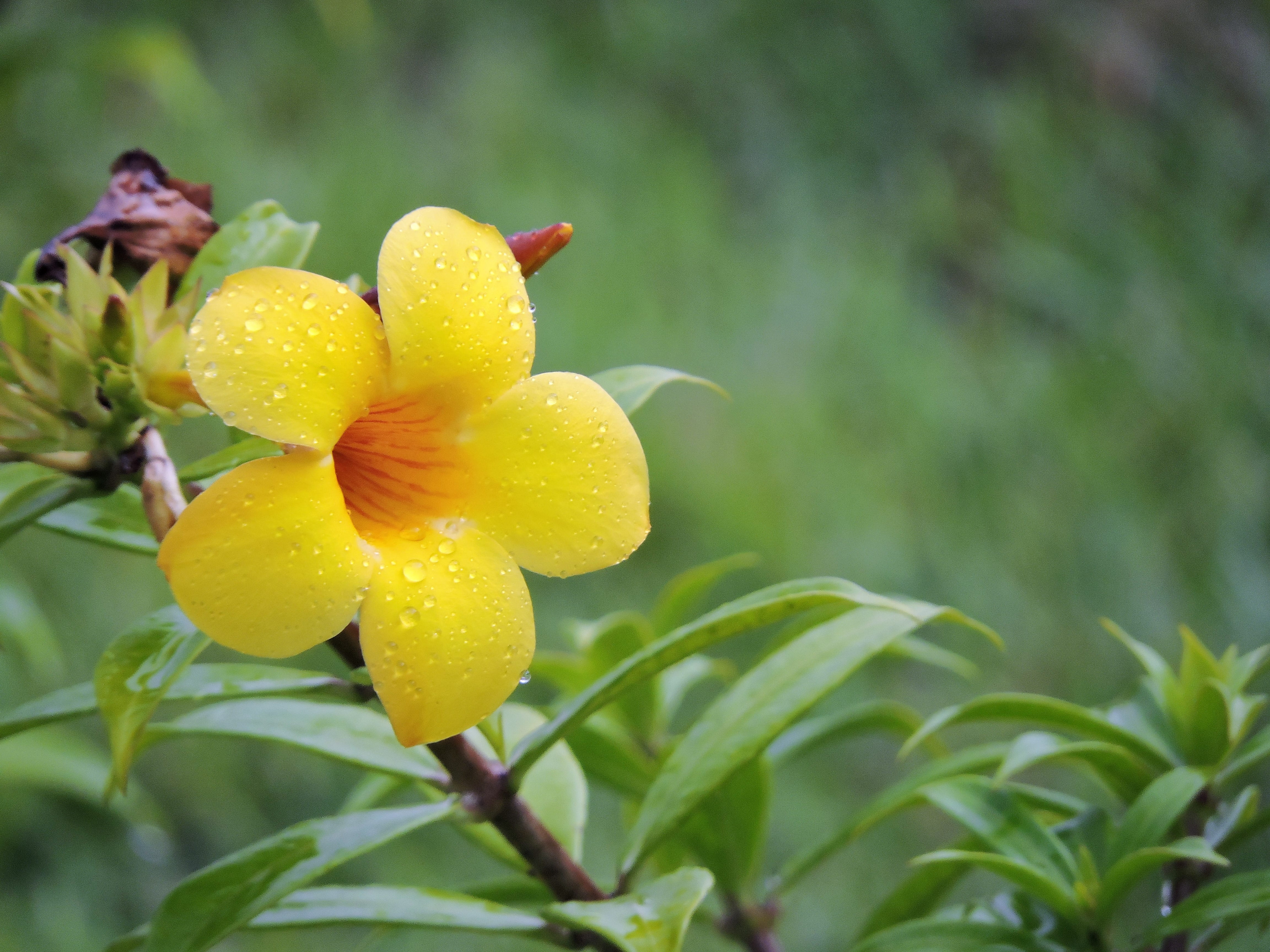 outdoors, no people, flower, tree, fruit, nature, wet, flower head, freshness, flowering plant, 4K, drop, leaf, growth, water, flowers, rain, yellow, focus on foreground, HD Wallpaper