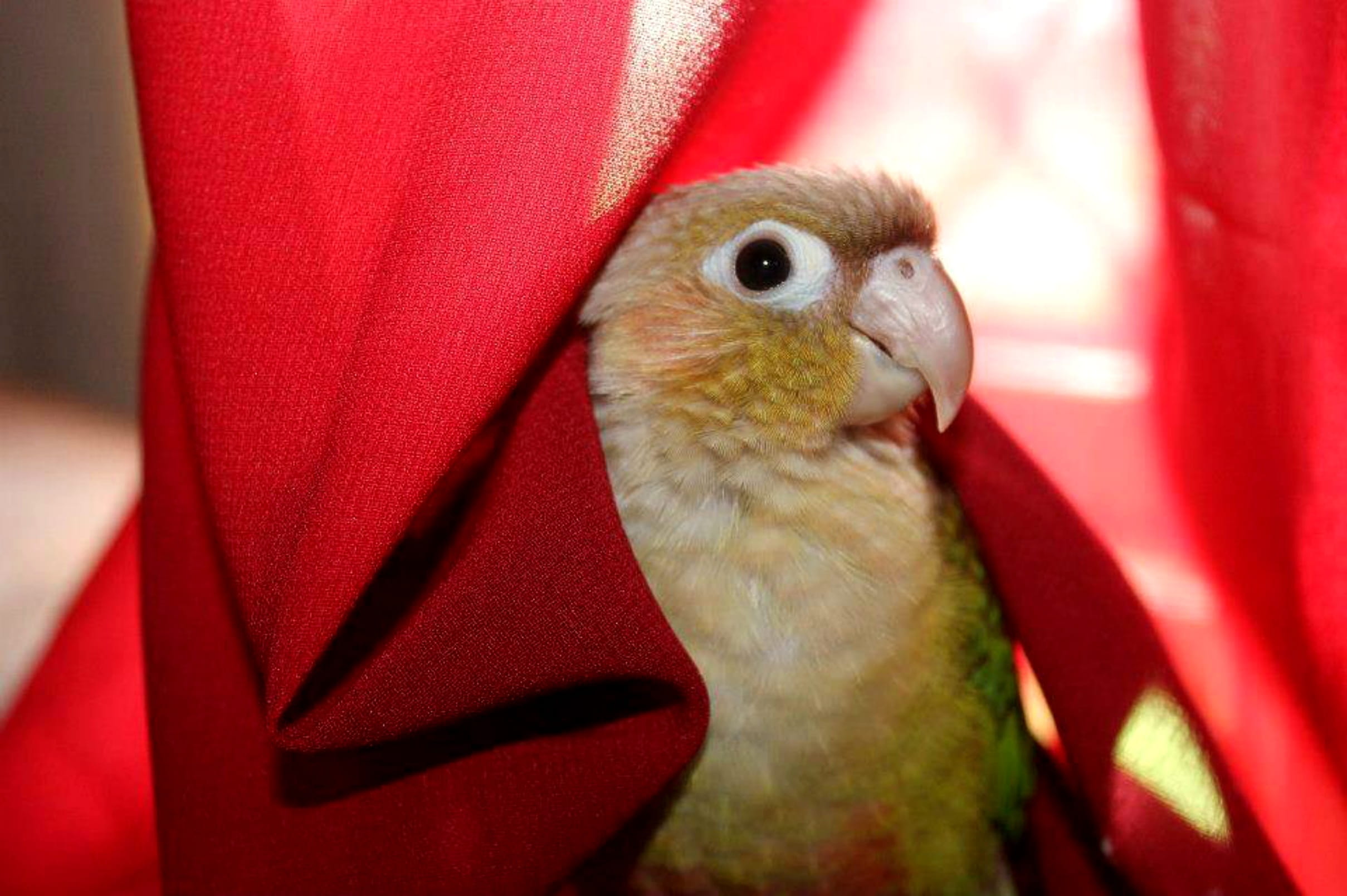 parrot, conure, red, outdoors, pets, day, peek a boo, animals in the wild, vertebrate, no people, domestic, domestic animals, animal wildlife, one animal, HD Wallpaper