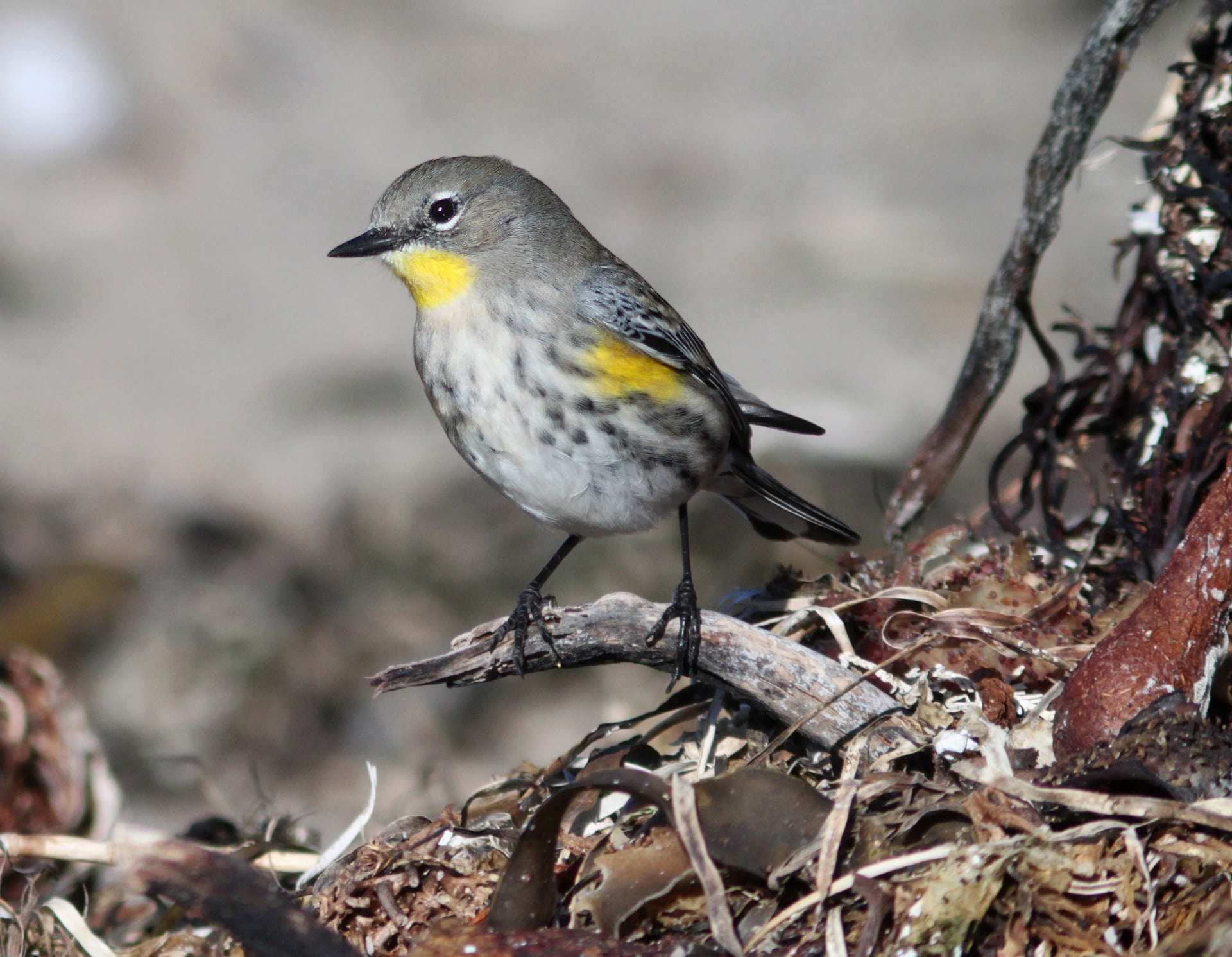 throated, plant, animals in the wild, animal, full length, finch, animal wildlife, tree, branch, nature, 1080P, songbird, warbler, animal themes, perching, HD Wallpaper