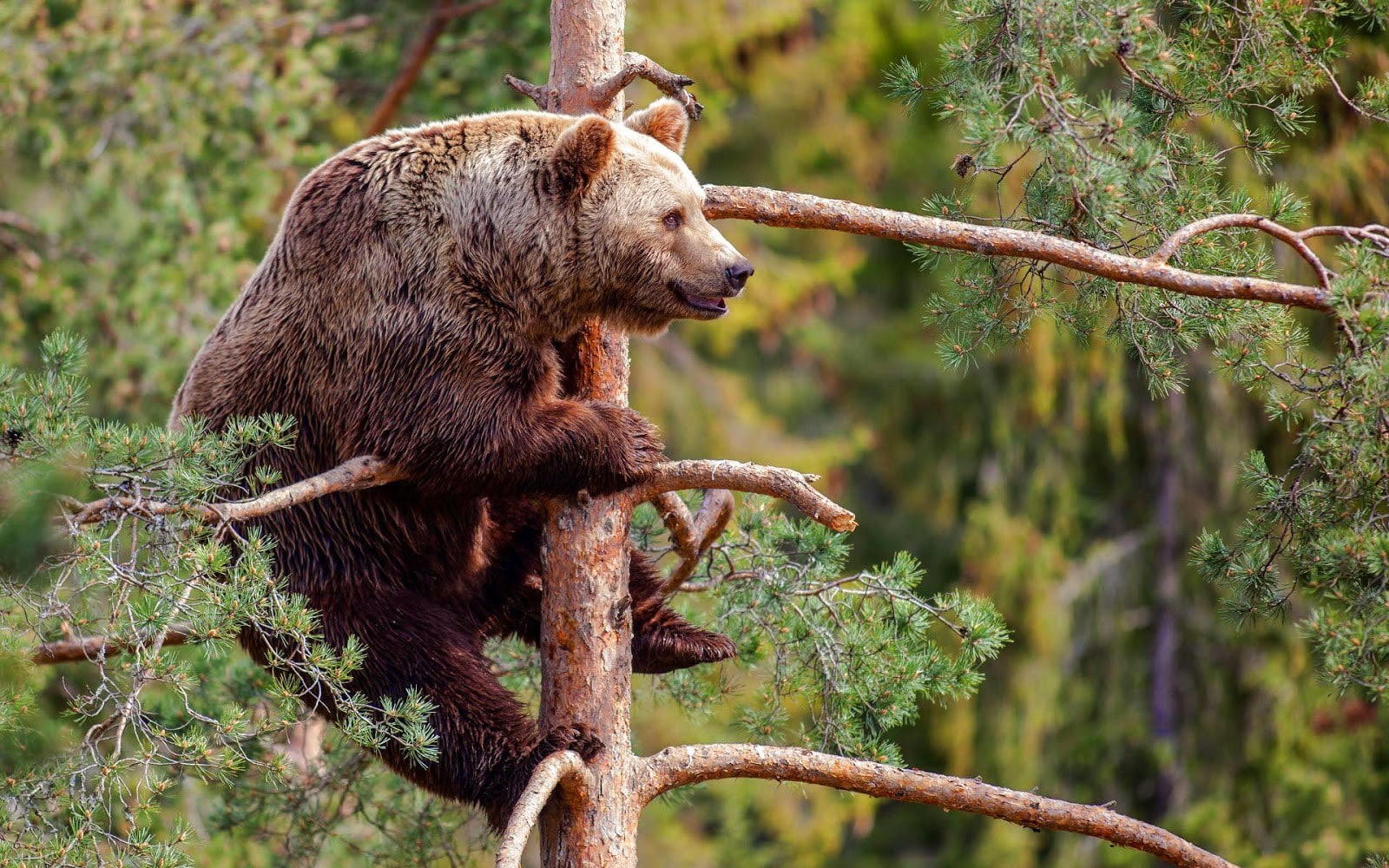 720P, animals, wildlife, mammals, bears, HD Wallpaper