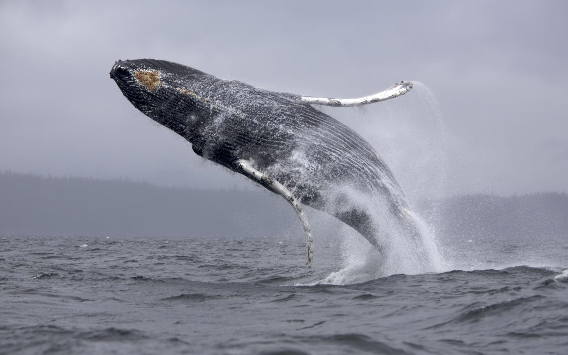 underwater, animals in the wild, no people, sea life, animal themes, wildlife, nature, mammal, humpback whale, vertebrate, water, animal wildlife, 1080P, HD Wallpaper