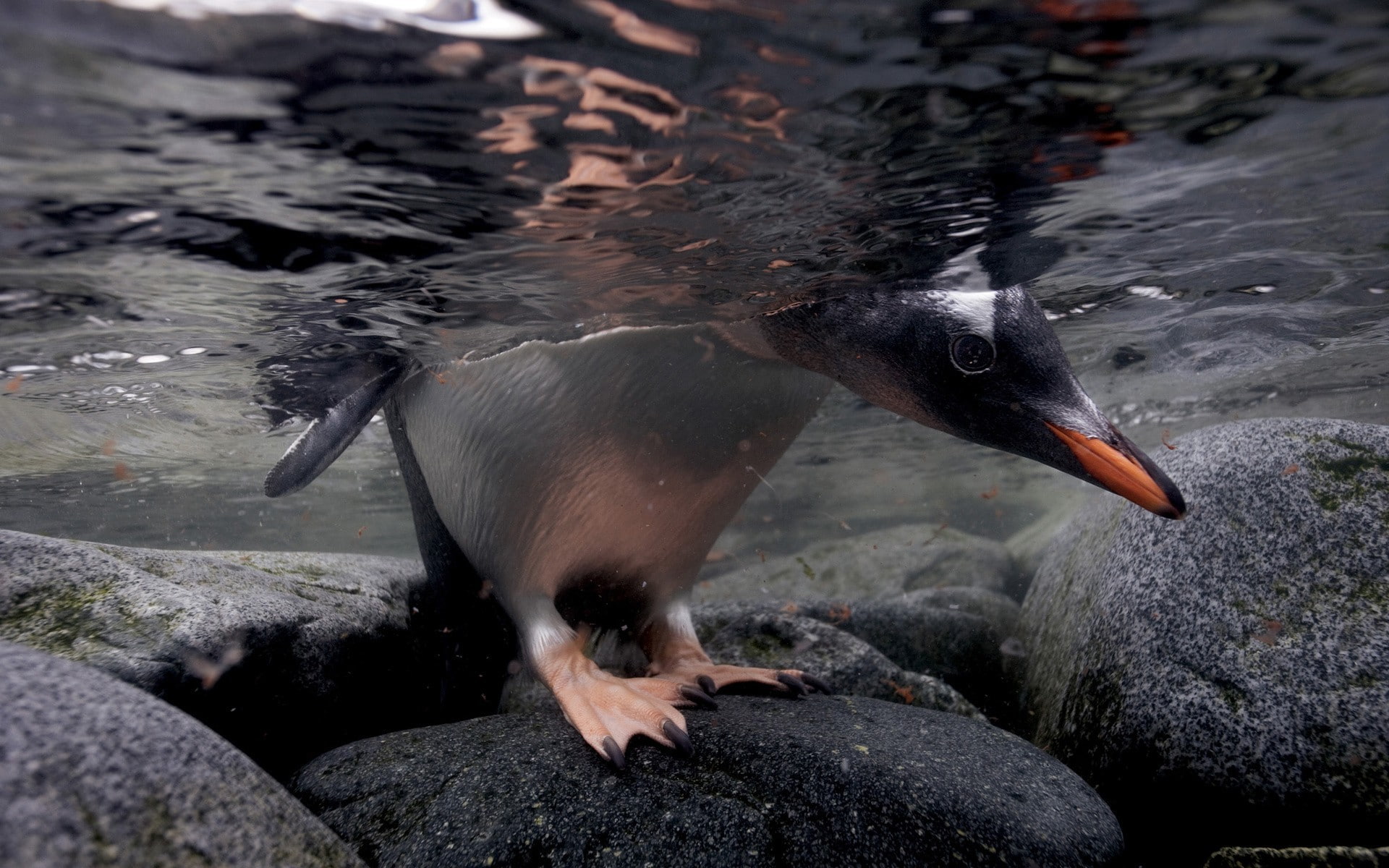 penguins, animals, birds, underwater, 1080P, water, feathers, nature, rock, HD Wallpaper