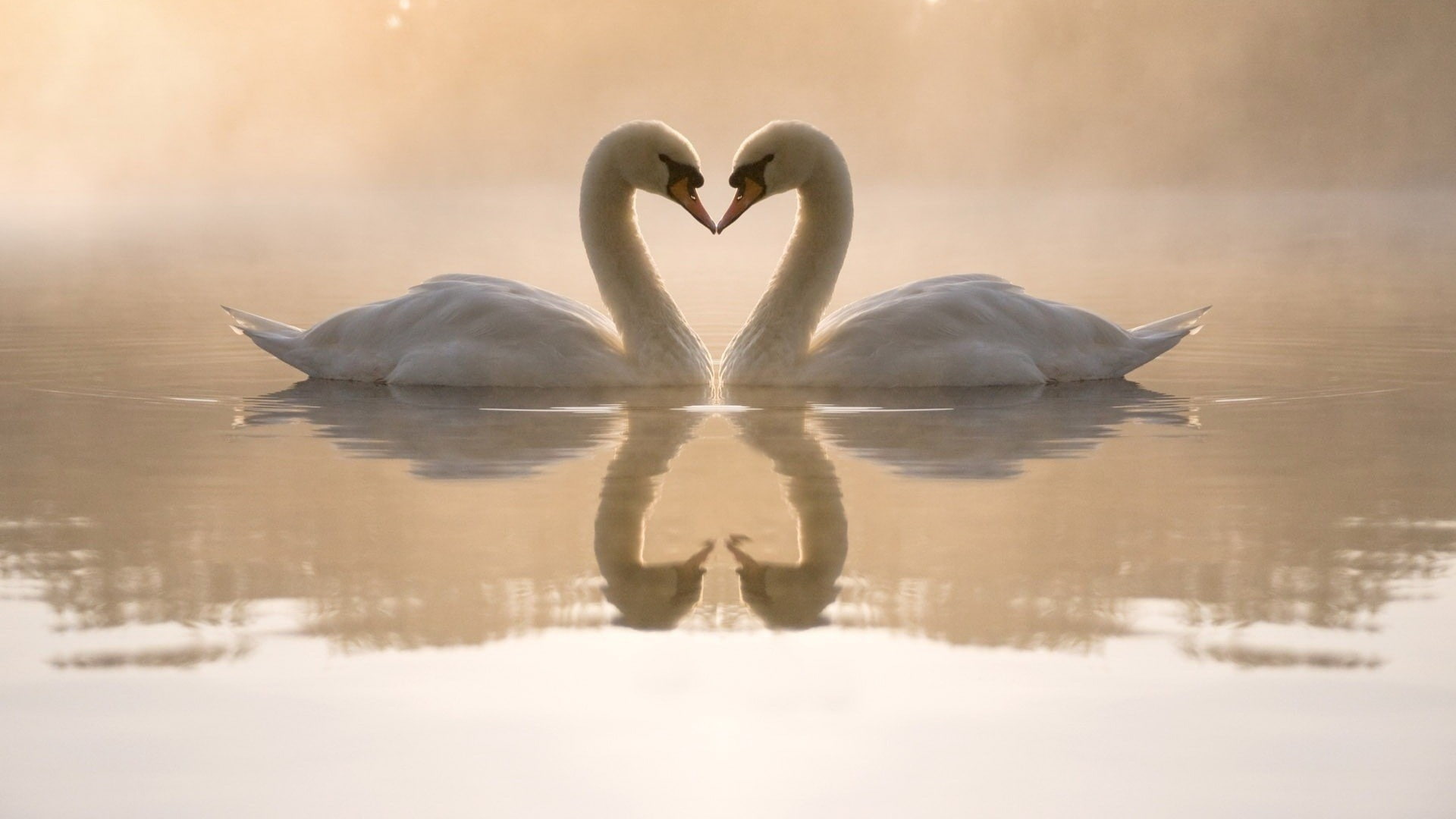heart shape, reflection, lake, bird, vertebrate, nature, emotion, animals in the wild, animal themes, valentines day - holiday, love, animals, day, water, HD Wallpaper