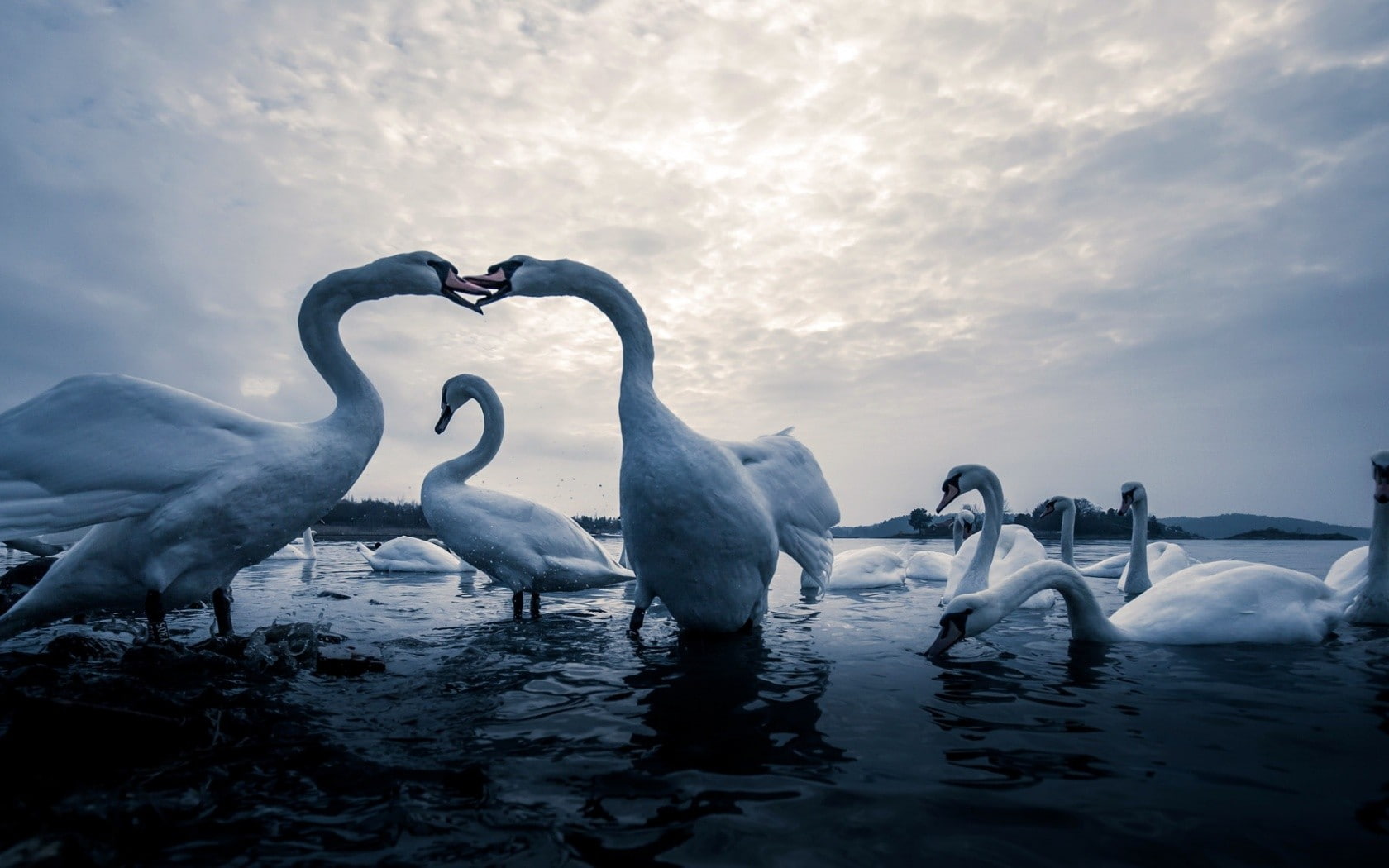 animal neck, cloud - sky, animal, floating on water, vertebrate, group of animals, waterfront, bird, animal family, sky, animal themes, swimming, birds, HD Wallpaper