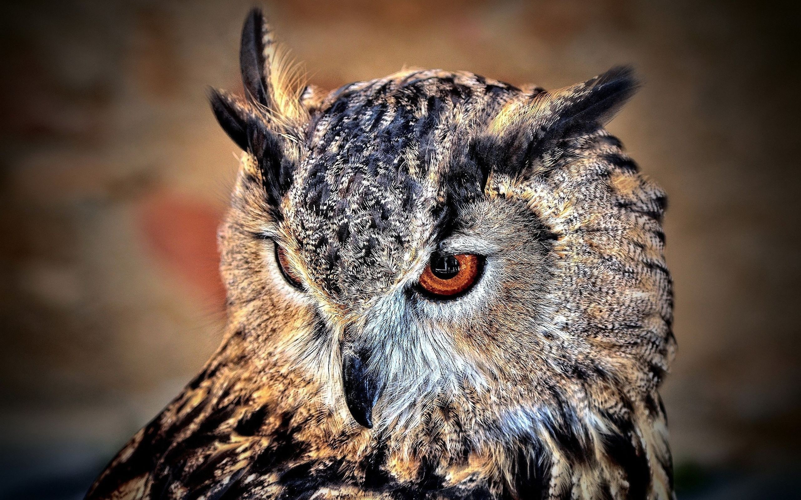 focus on foreground, bird, animal wildlife, animal eye, animals in the wild, beak, animal themes, no people, close-up, animal body part, nature, owl, animal mouth, HD Wallpaper