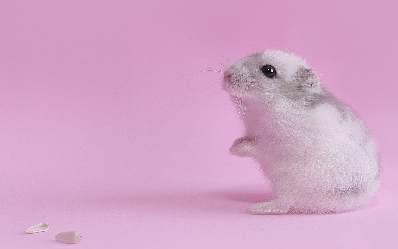 pink color, white, animals, close-up, hamster, animal wildlife, colored background, indoors, pet, cute, pink background, domestic, pets, domestic animals, HD Wallpaper