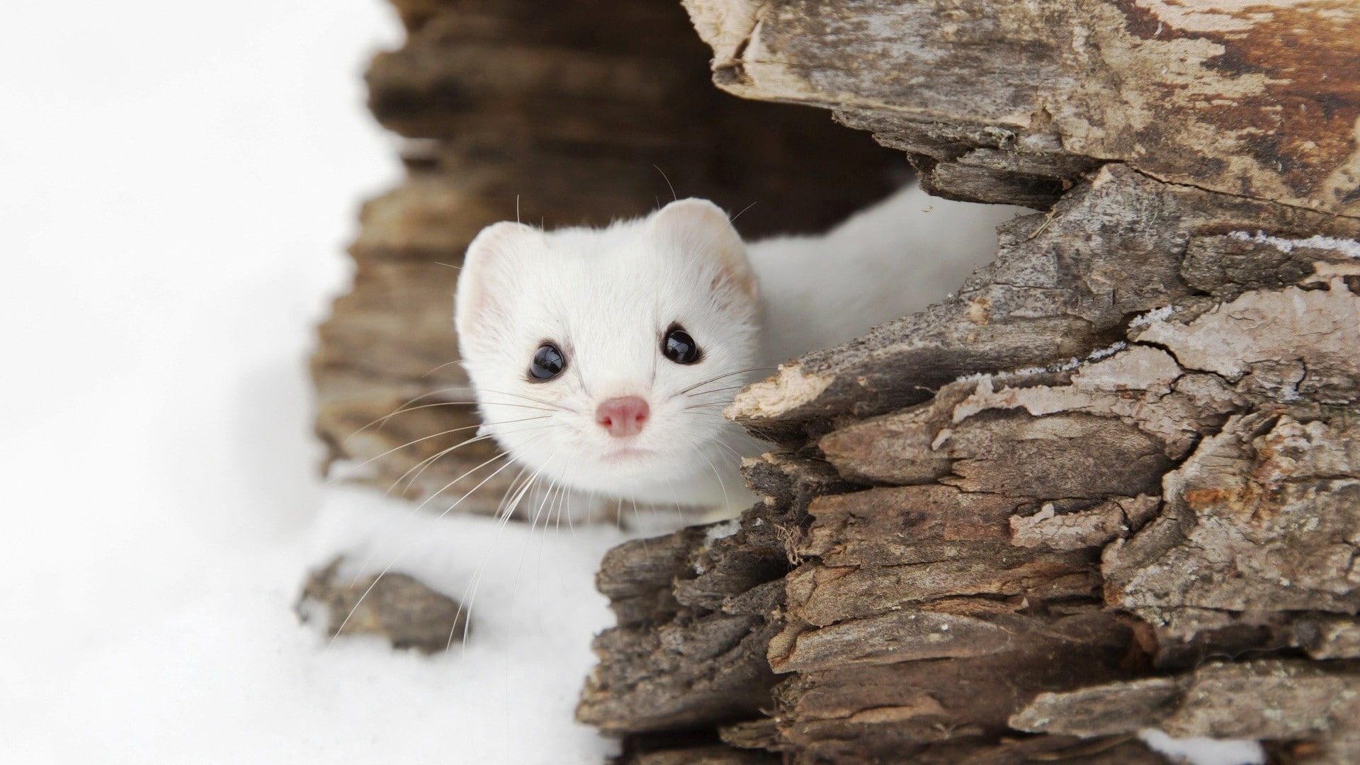 animals, landscape, wildlife, Weasel, 1080P, snow, HD Wallpaper