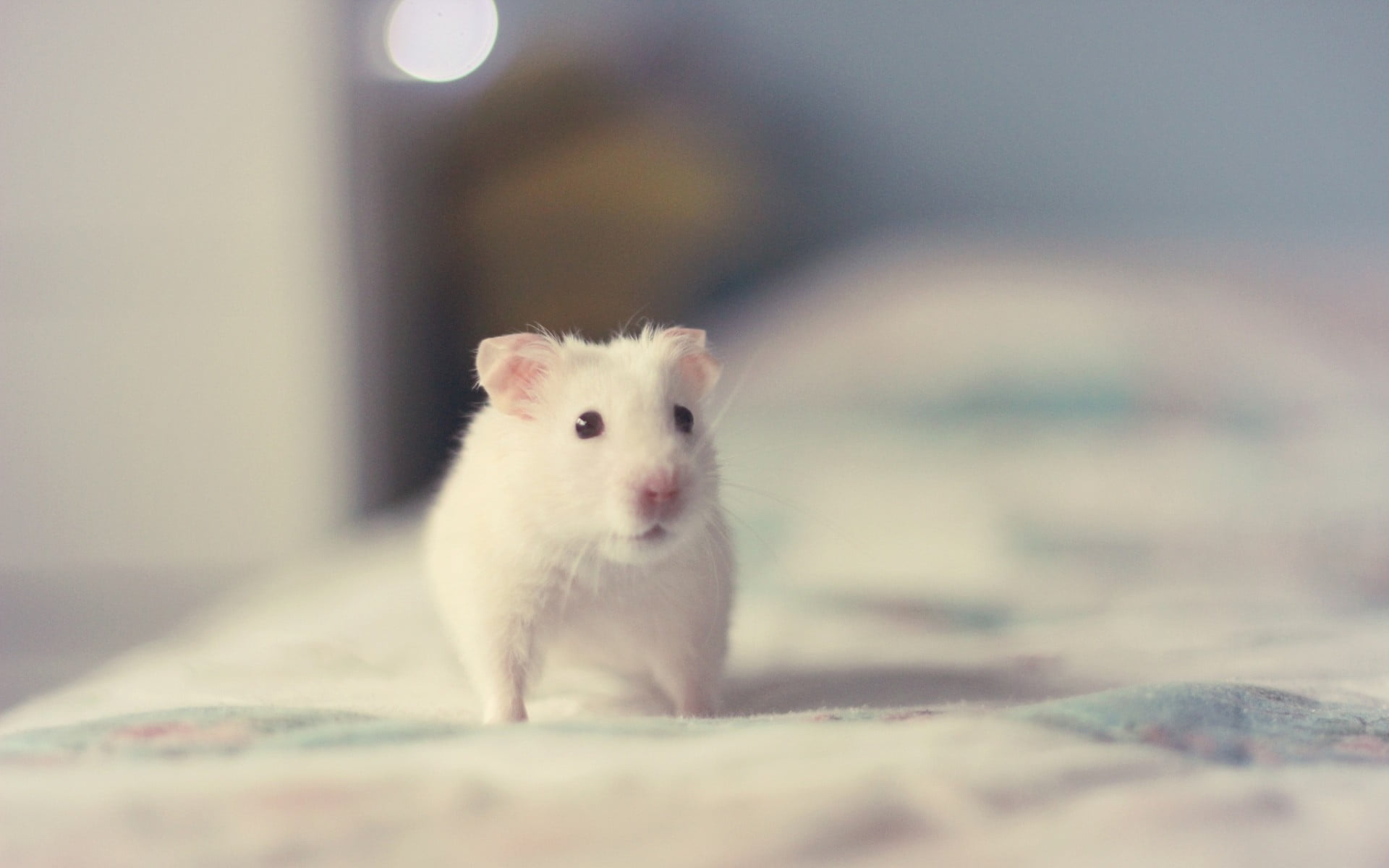 hamster, rat, front view, mammal, animals, animal eye, domestic animals, selective focus, small, one animal, indoors, close-up, pets, looking at camera, HD Wallpaper