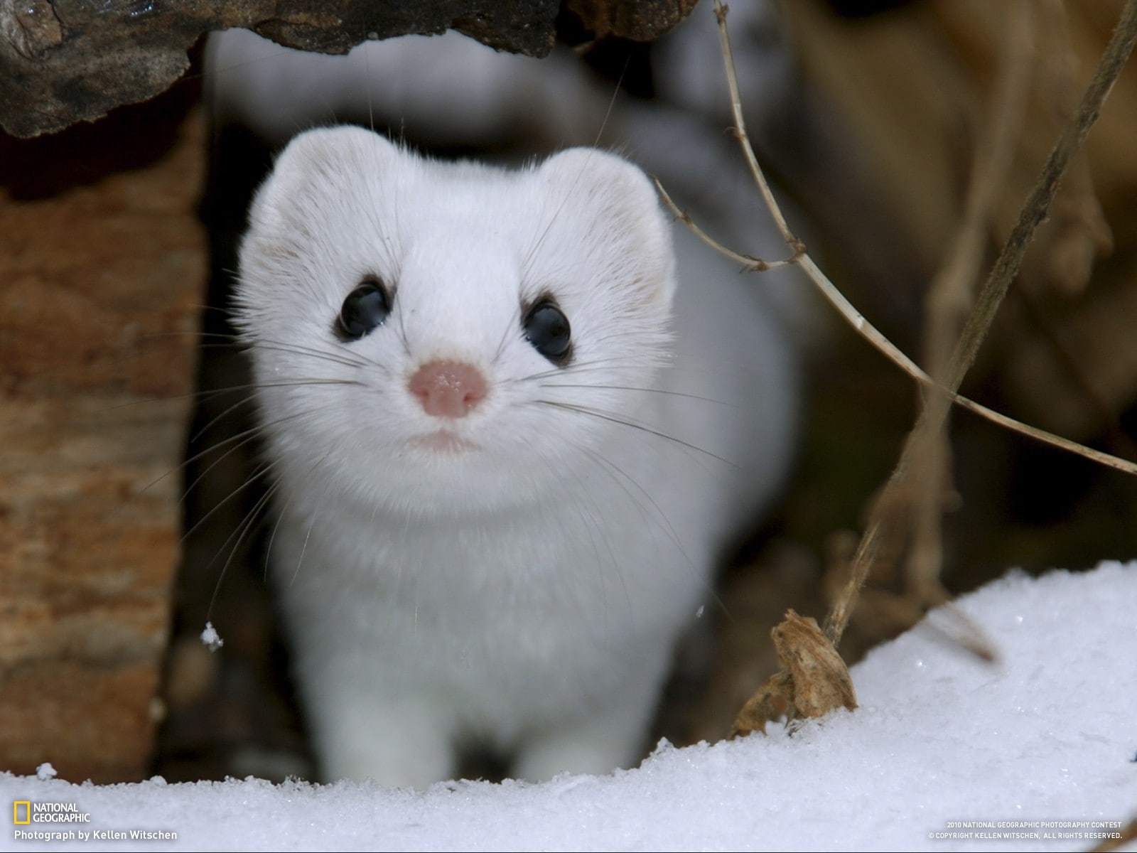 snow, hd, animals, weasel, 720P, HD Wallpaper