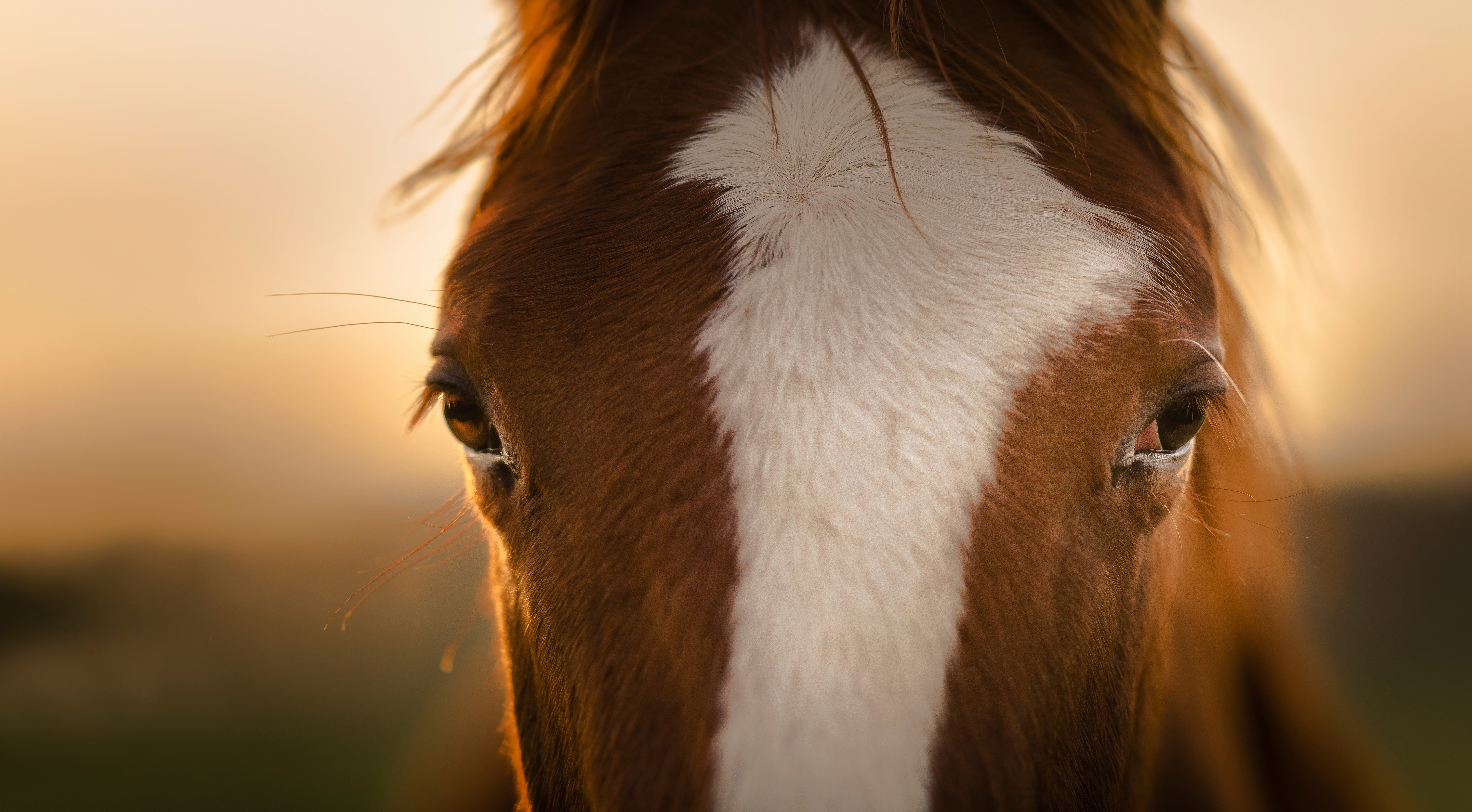 eye, no people, focus on foreground, mammal, portrait, closeup, animal body part, white, close-up, one animal, horse, animal head, animals, animal themes, HD Wallpaper