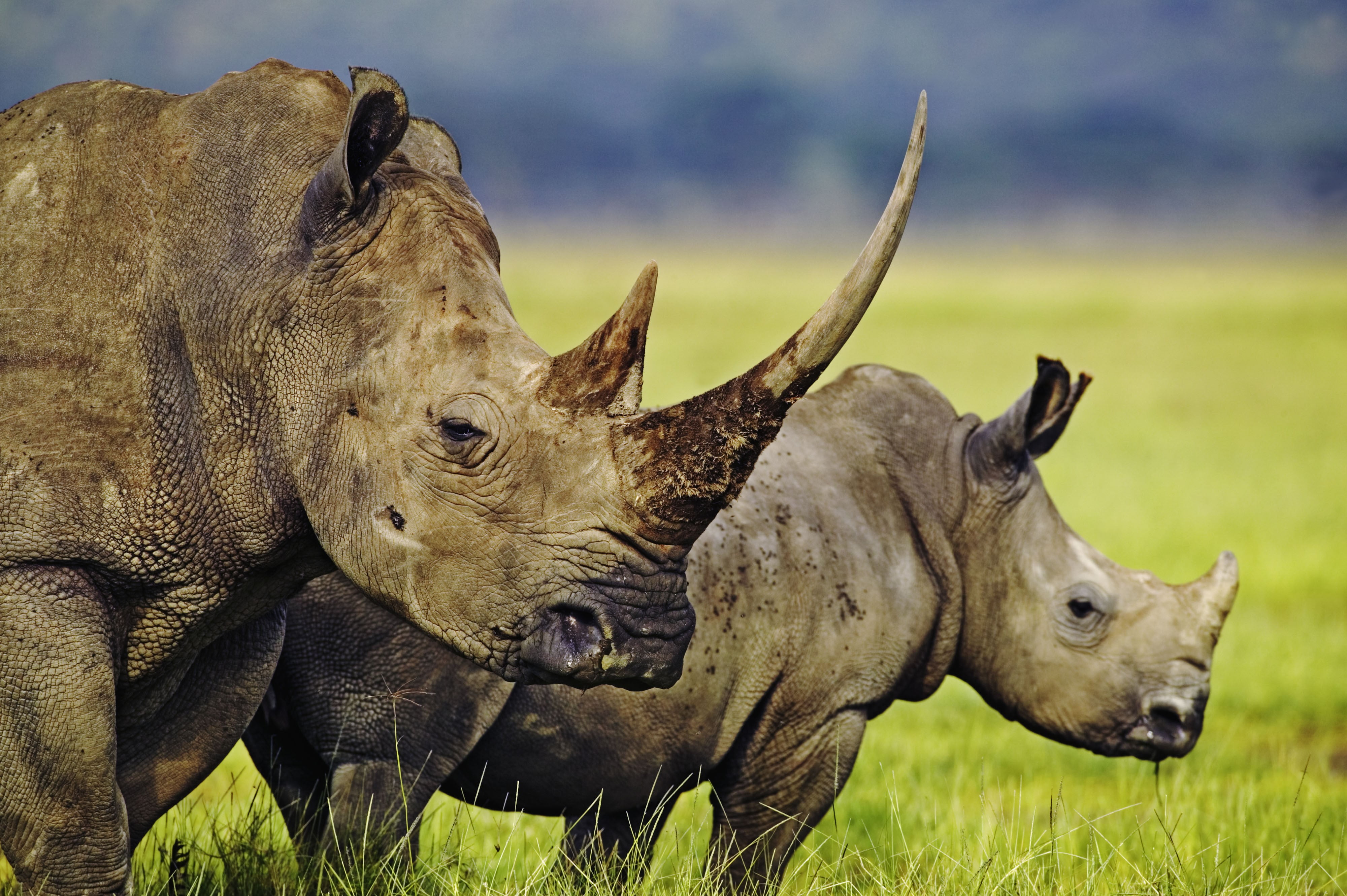 black, two, nature, brown, animals, animal, herbivorous, plant, 4K, domestic animals, animals in the wild, outdoors, two animals, focus on foreground, HD Wallpaper