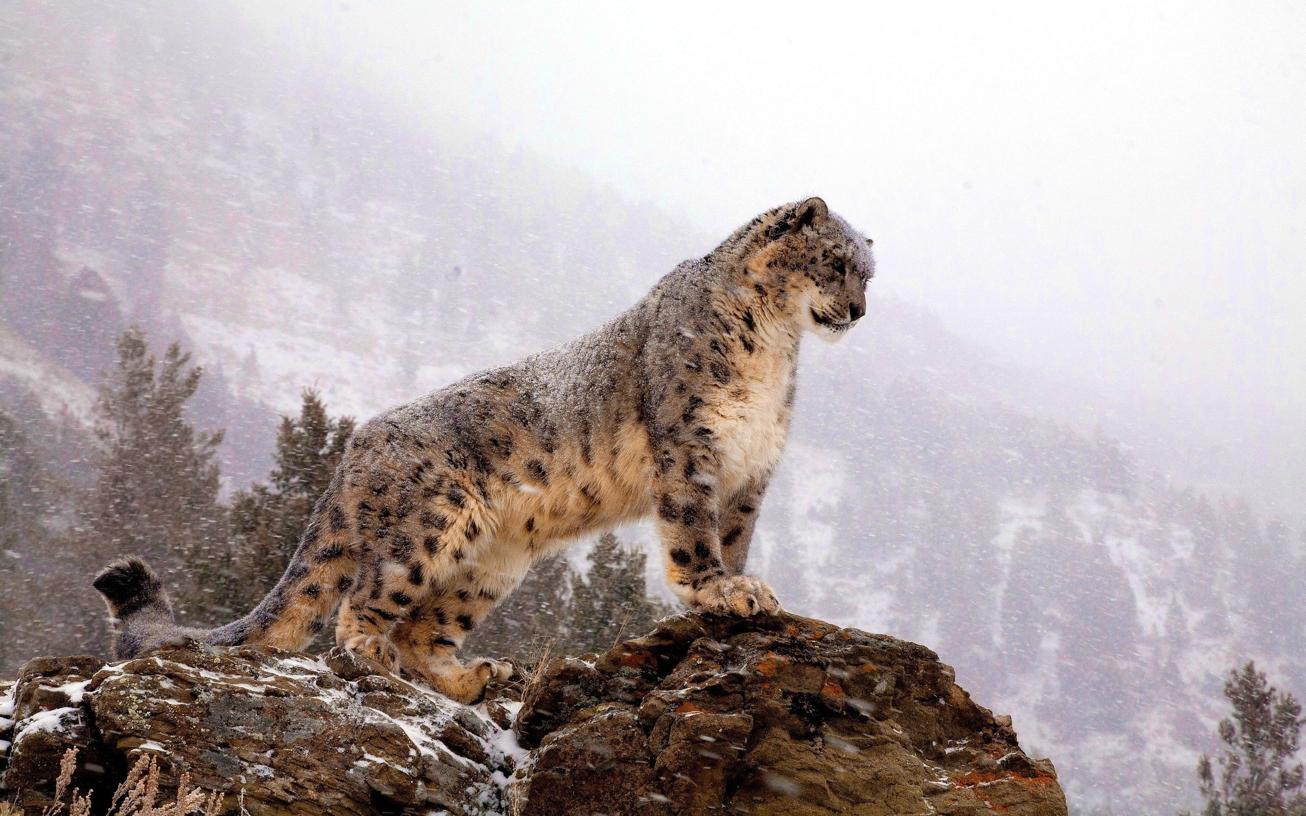 leopard (animal), animals, 2K, bars, leopard, snow leopards, HD Wallpaper