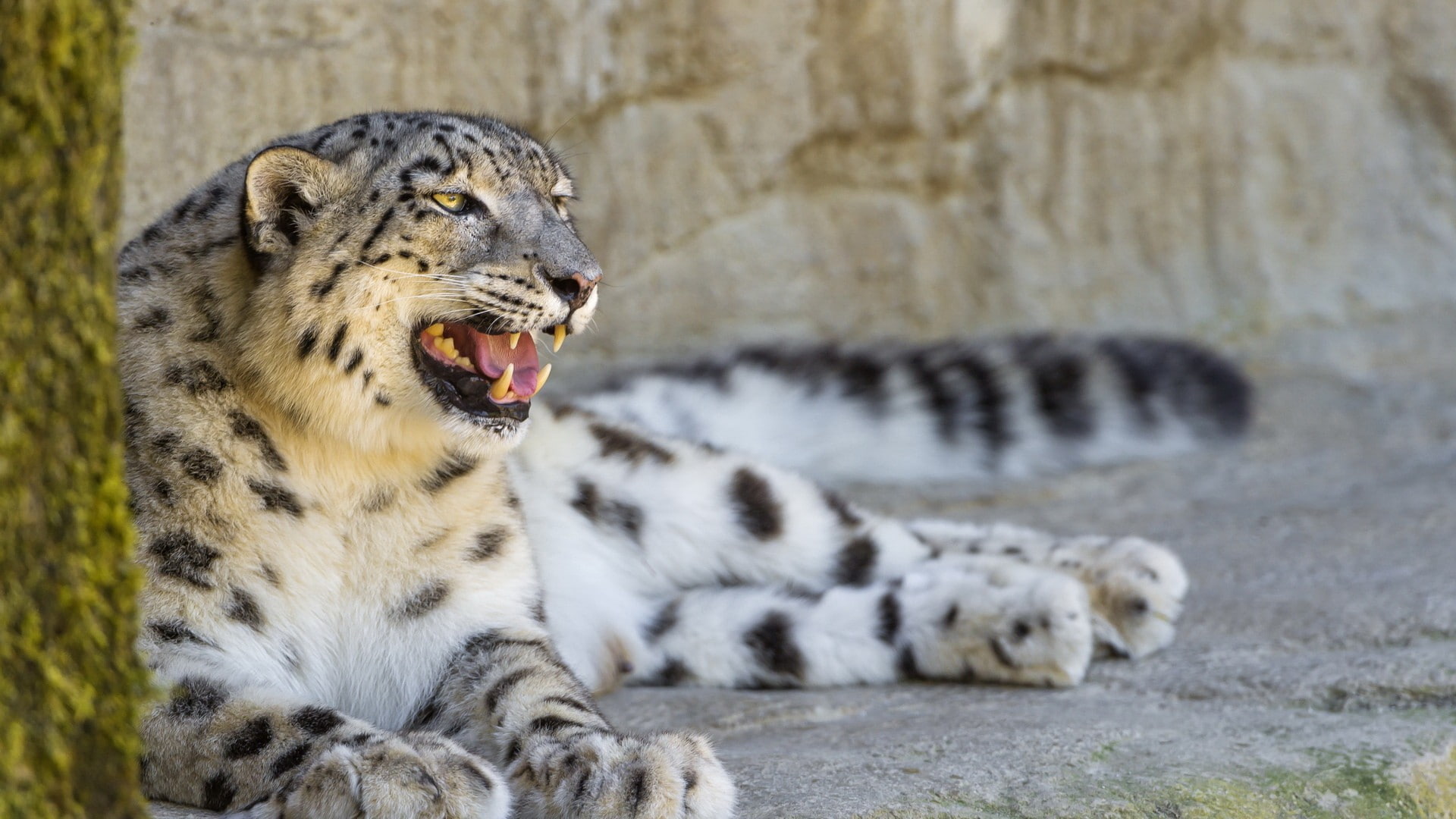 wildlife, 1080P, animals, snow leopard, HD Wallpaper