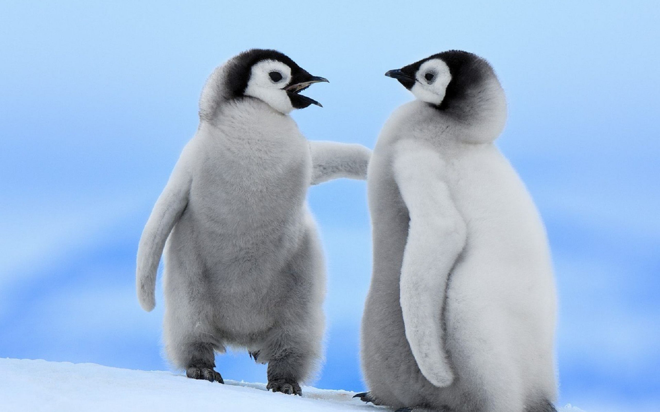 winter, animal, no people, young bird, animals, togetherness, animals in the wild, penguins, baby animals, nature, care, two animals, frozen water, birds, HD Wallpaper