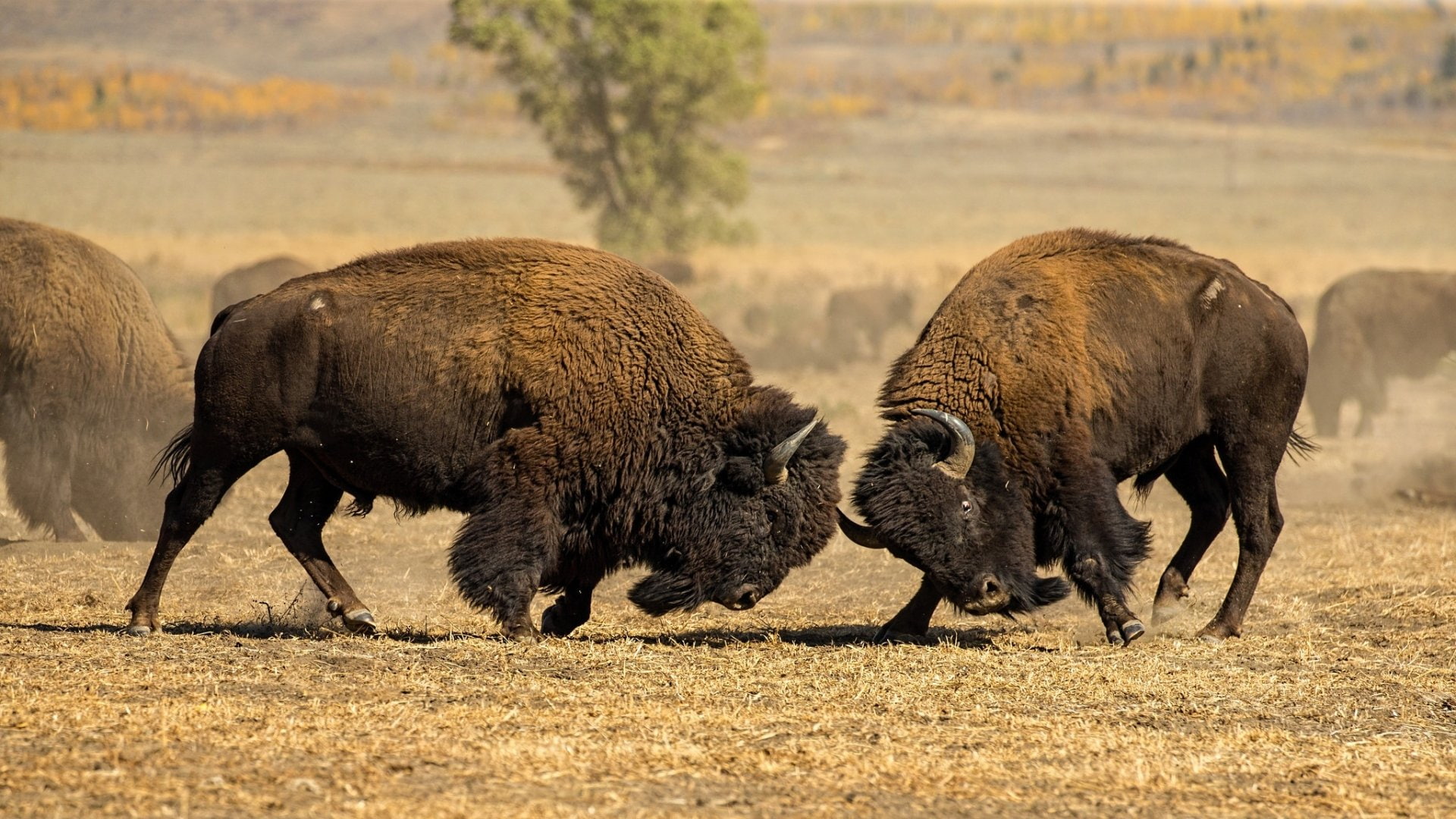Animal, Wildlife, 1080P, American Bison, Fight, HD Wallpaper