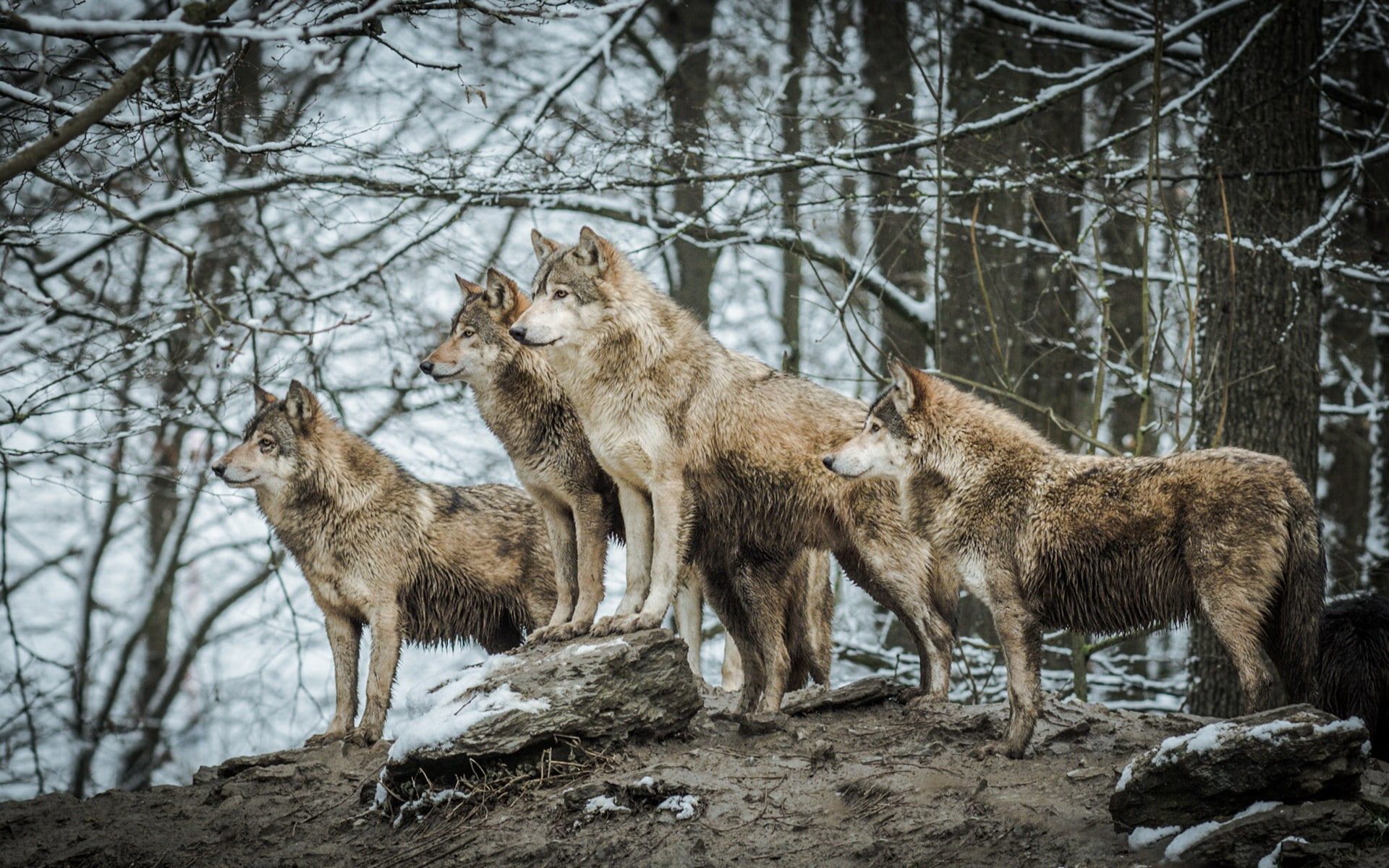 trunk, plant, animals, outdoors, nature, animal wildlife, forest, vertebrate, tree, animals in the wild, wolf, no people, mammal, day, standing, wildlife, HD Wallpaper
