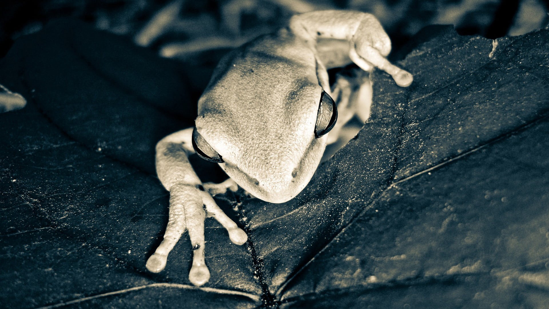 invertebrate, nature, focus on foreground, animals, body part, amphibian, selective focus, monochrome, outdoors, insect, frog, animal wildlife, close-up, HD Wallpaper