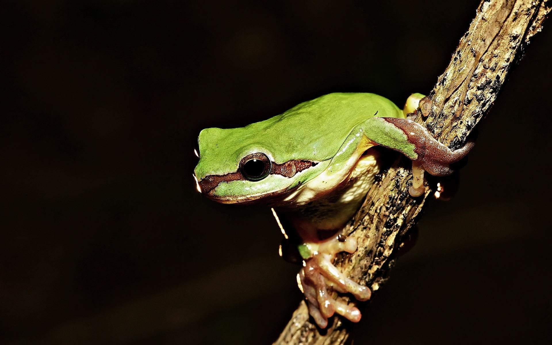 frog, amphibian, animals, 1080P, twigs, HD Wallpaper