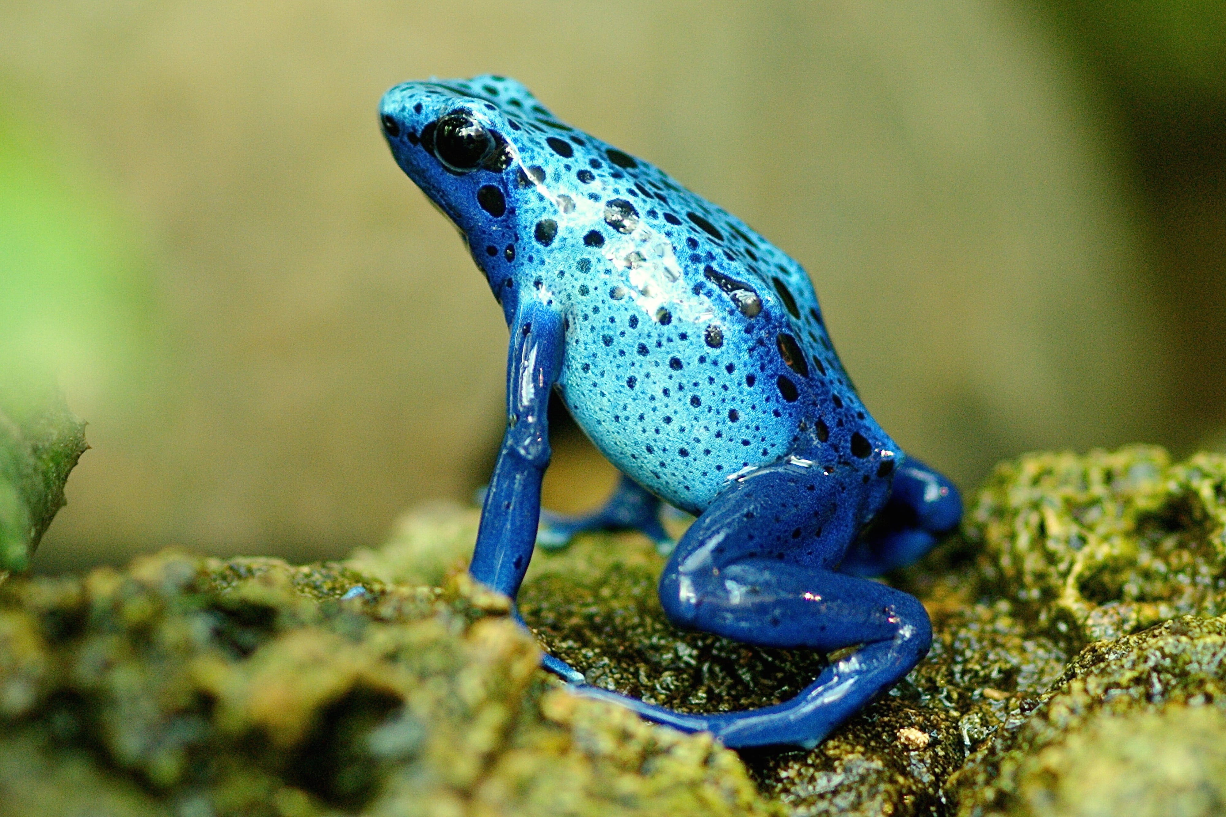 day, selective, tropical, frog, vertebrate, photography, marine, terrarium, solid, tiny, amphibian, animal wildlife, animals in the wild, zoo, blue, creature, HD Wallpaper