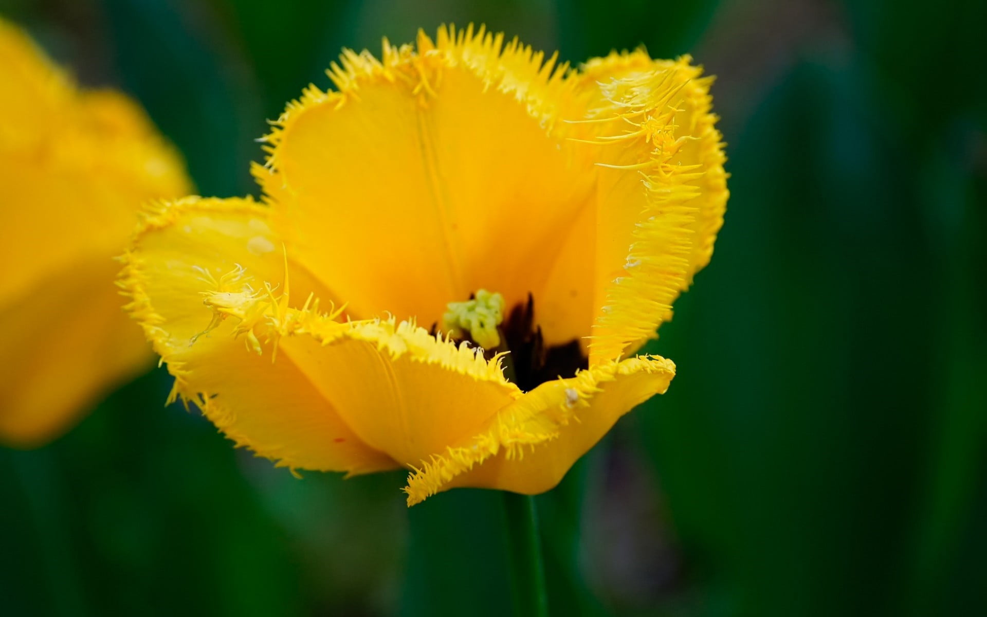 flowers, plant, 1080P, inflorescence, flowering plant, vulnerability, freshness, nature, springtime, no people, petaled, petal, beauty in nature, focus on foreground, HD Wallpaper