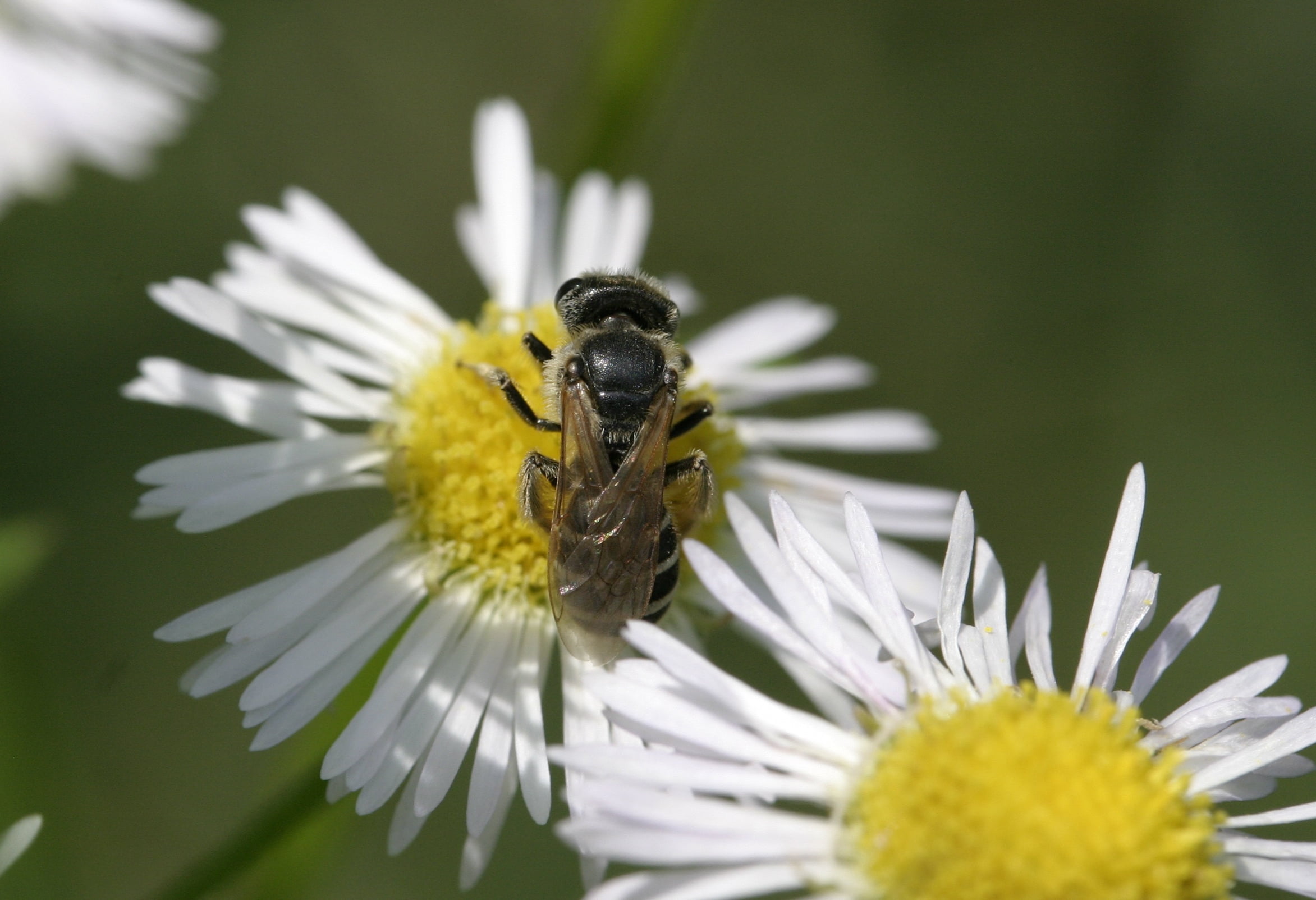 summer, yellow, close-up, white, perched, pollination, springtime, outdoors, pollen, honey, nature, bee, insect, plant, macro, animal, bug, petal, 1080P, HD Wallpaper
