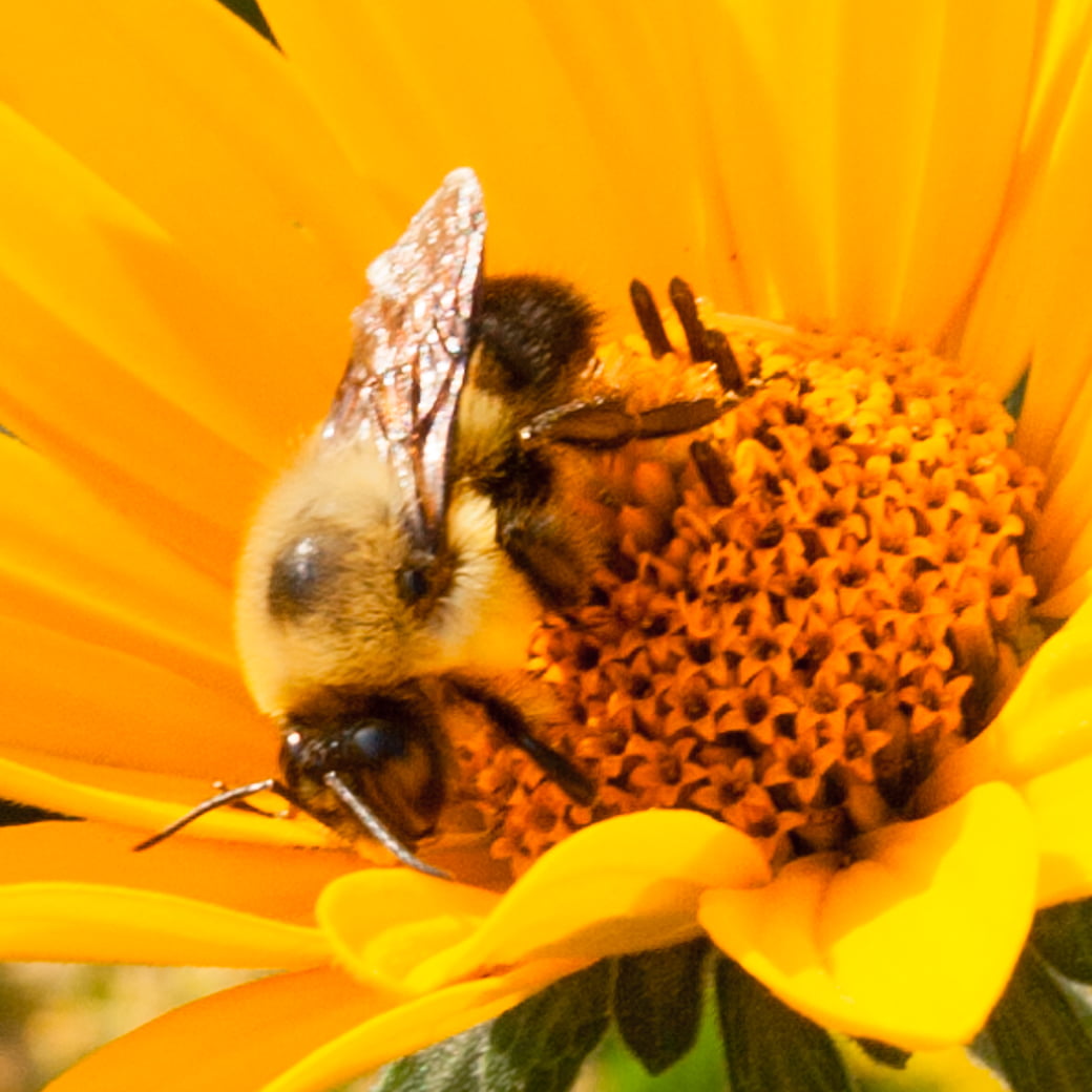 close-up, flower, petaled, summer, nature, Honey Bee, springtime, macro, bee, 480P, pollination, Madia elegans, pollen, MN, Yellow, Common, insect, honey, Phone HD Wallpaper
