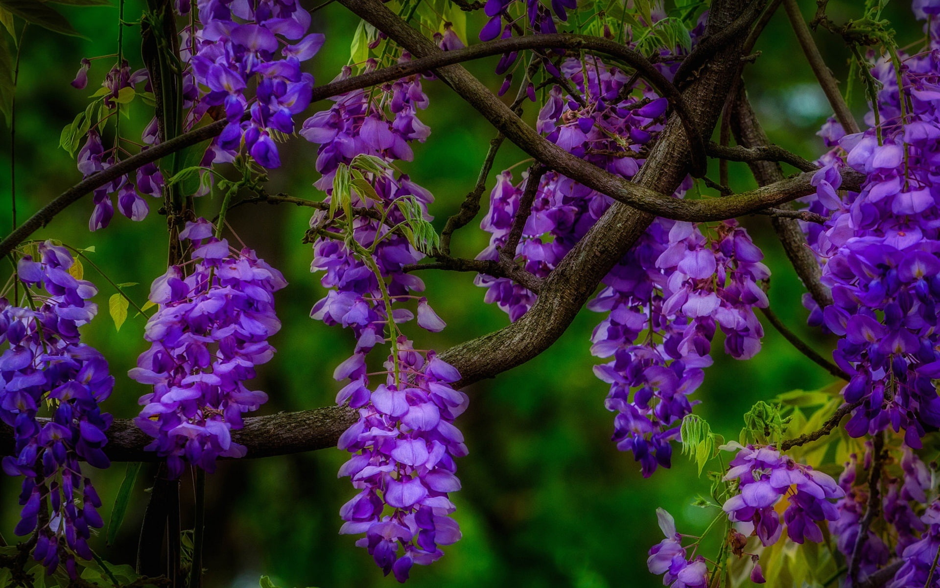 Branch, 1080P, Inflorescence, Blue, Flowers, HD Wallpaper