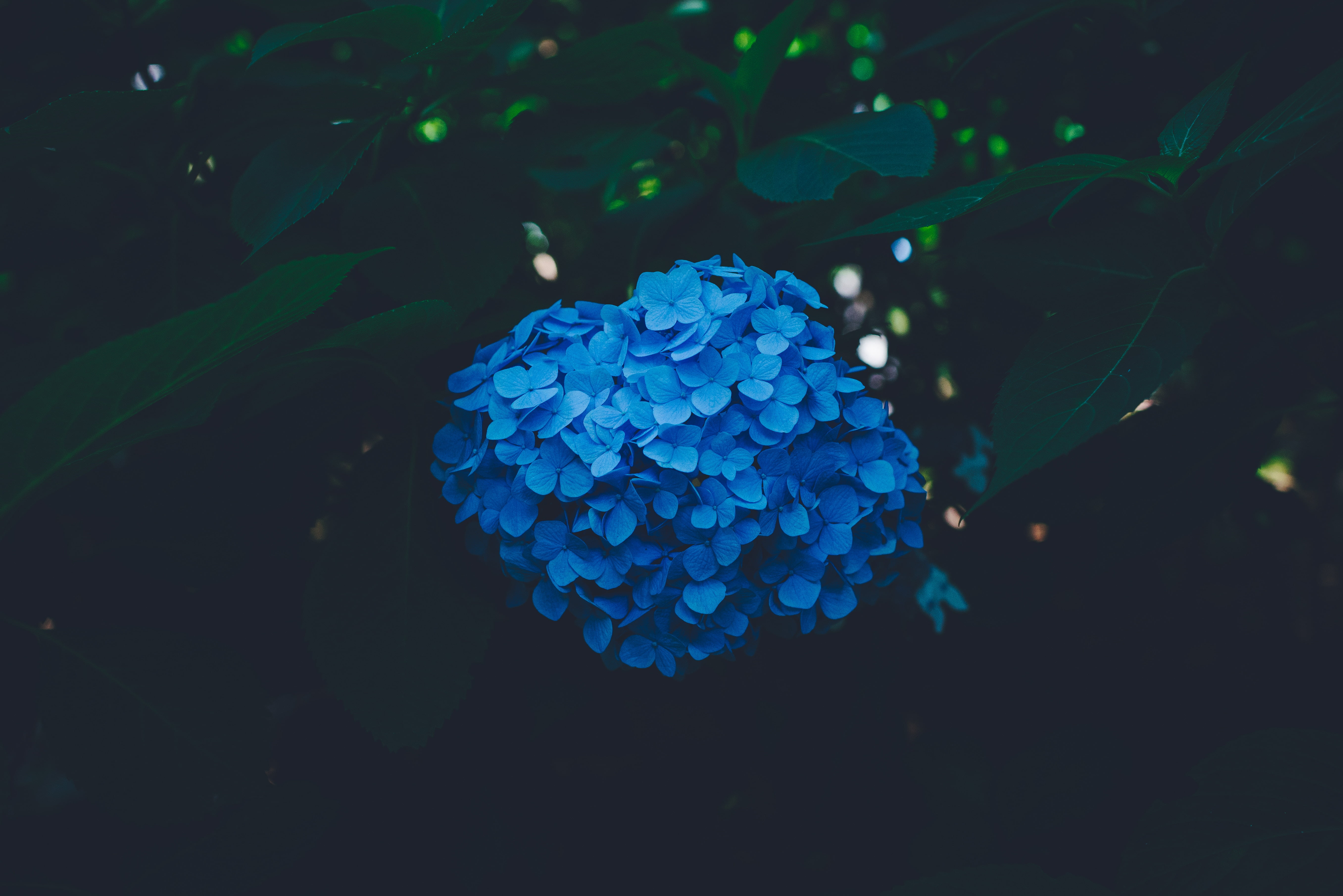 freshness, lilac, flowering plant, petal, decoration, abstract, close-up, no people, backgrounds, 5K, plant part, outdoors, bush, hydrangea, green Color, HD Wallpaper