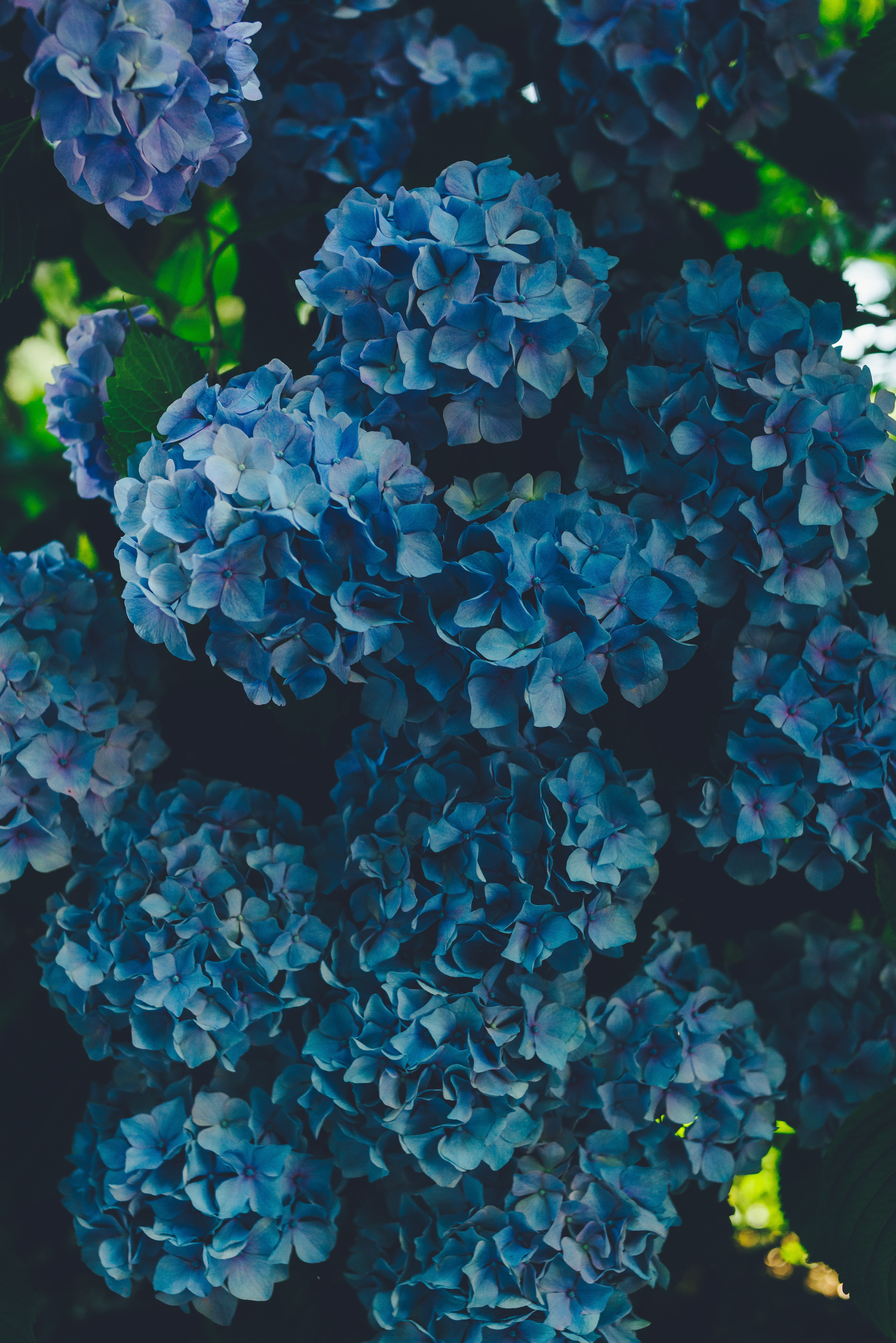 flower, leaf, hydrangea, gardening, nature, green color, 5K, inflorescence, plant, growth, close-up, bunch of flowers, no people, plant part, high angle view, Phone HD Wallpaper