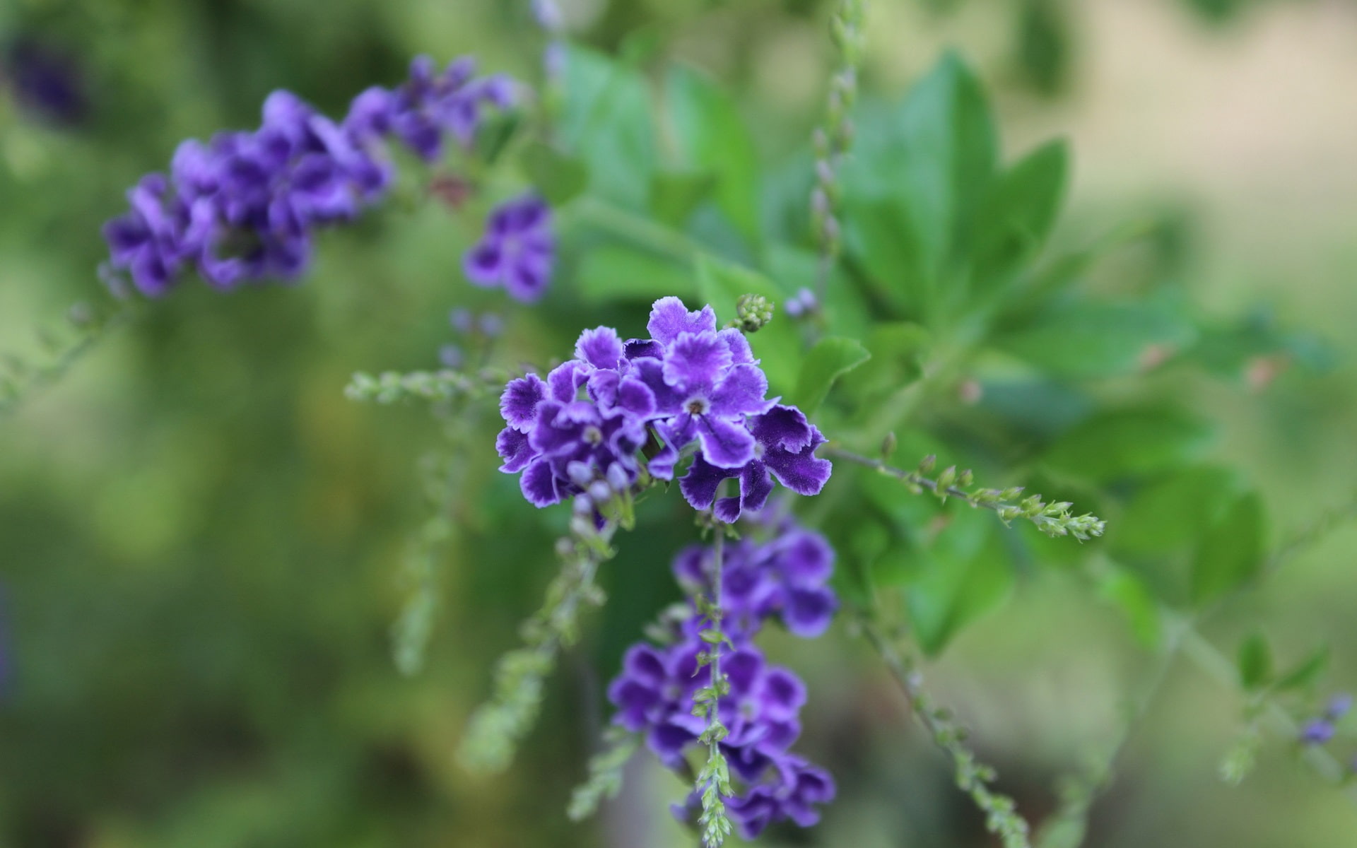 Inflorescence, Purple, Blurring, Flowers, 1080P, HD Wallpaper