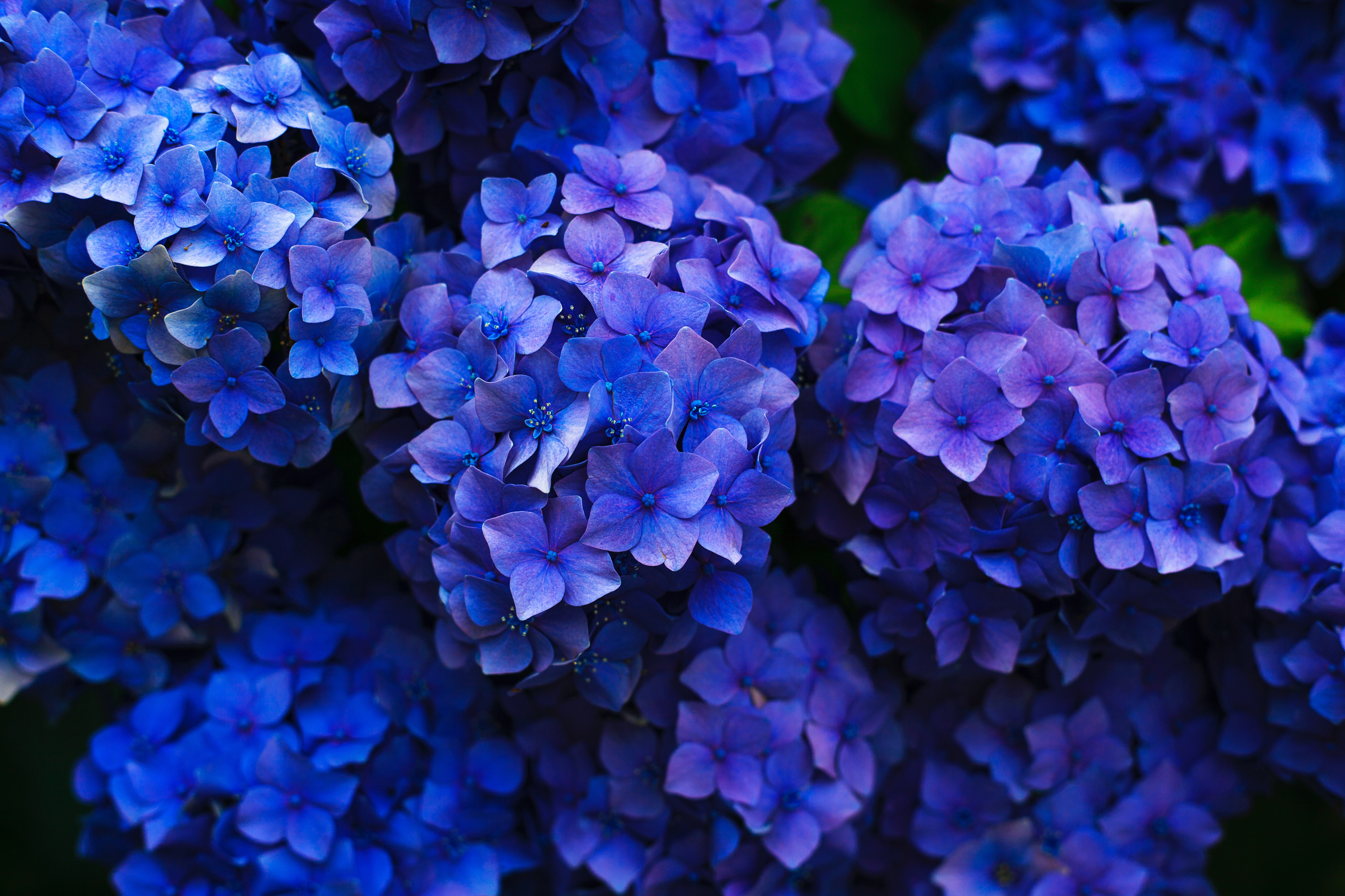 inflorescences, flowerbed, 5K, garden, hydrangea, flowering, HD Wallpaper