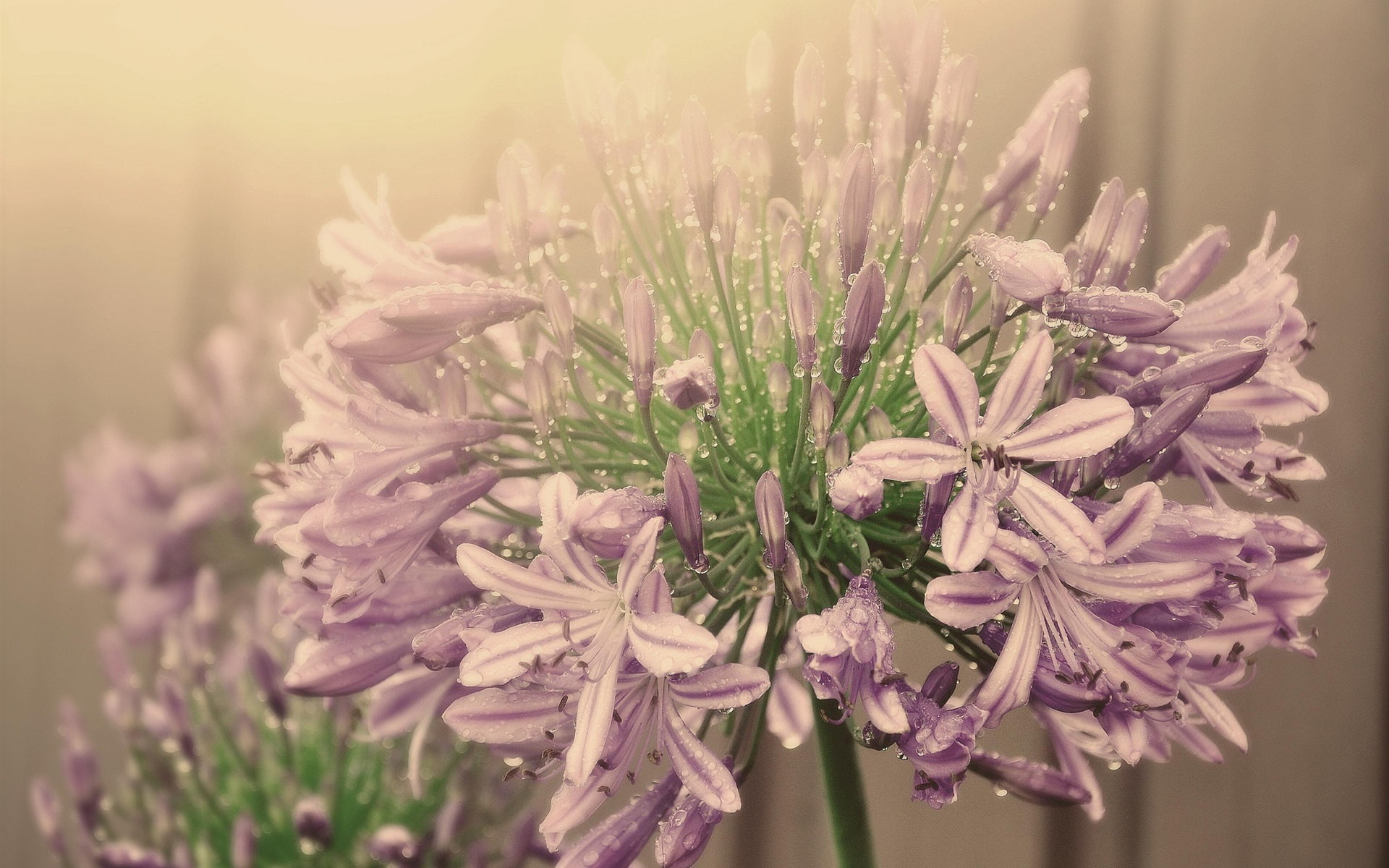 Inflorescence, Flowers, 1080P, Water, Droplets, Purple, Fog, HD Wallpaper
