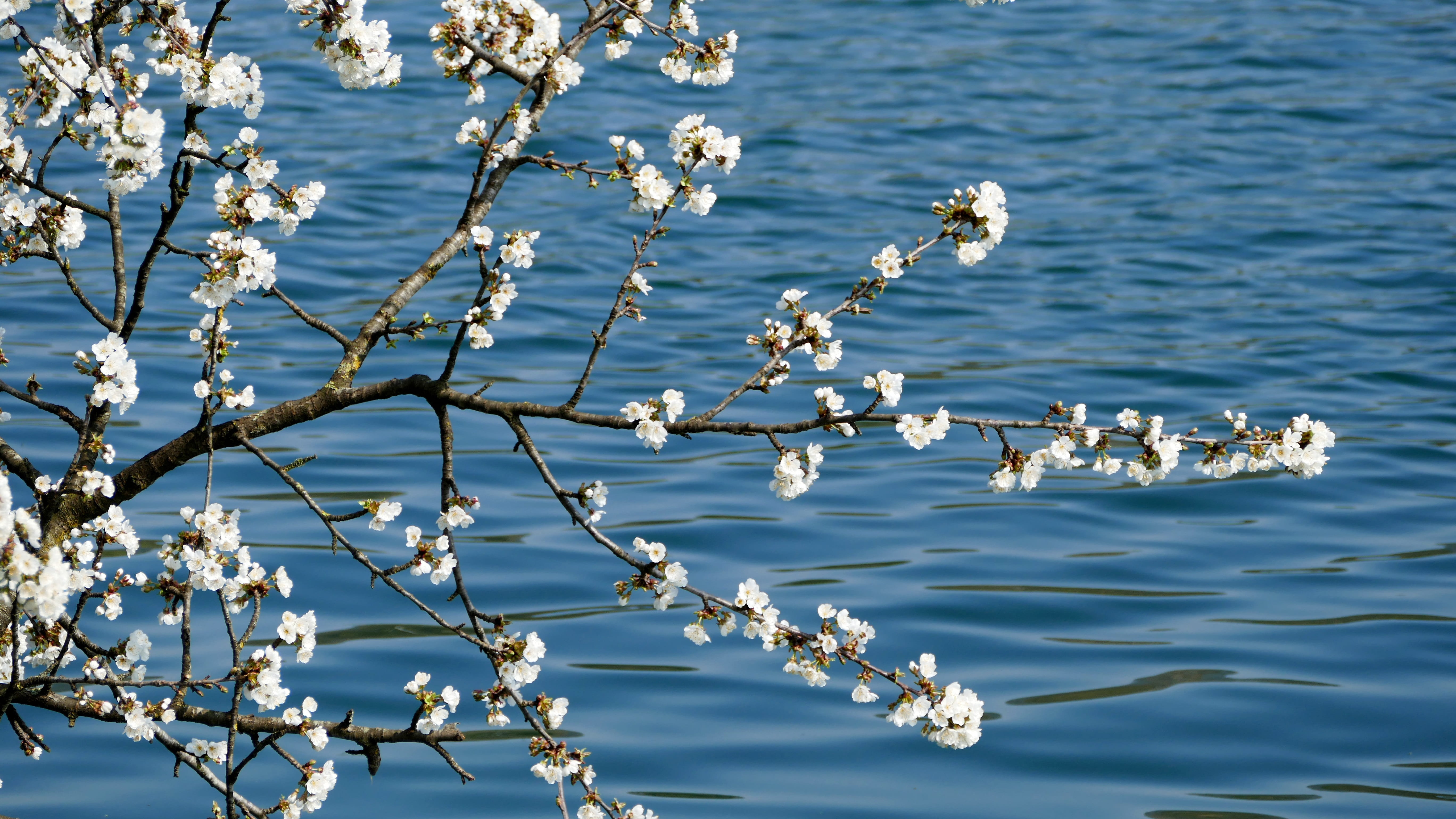 day, insect, light, sunlight, water, flowers, growth, flower, aesthetic, gnaw, outdoors, sea, waterfront, white, tranquility, plant, inflorescences, purity, HD Wallpaper