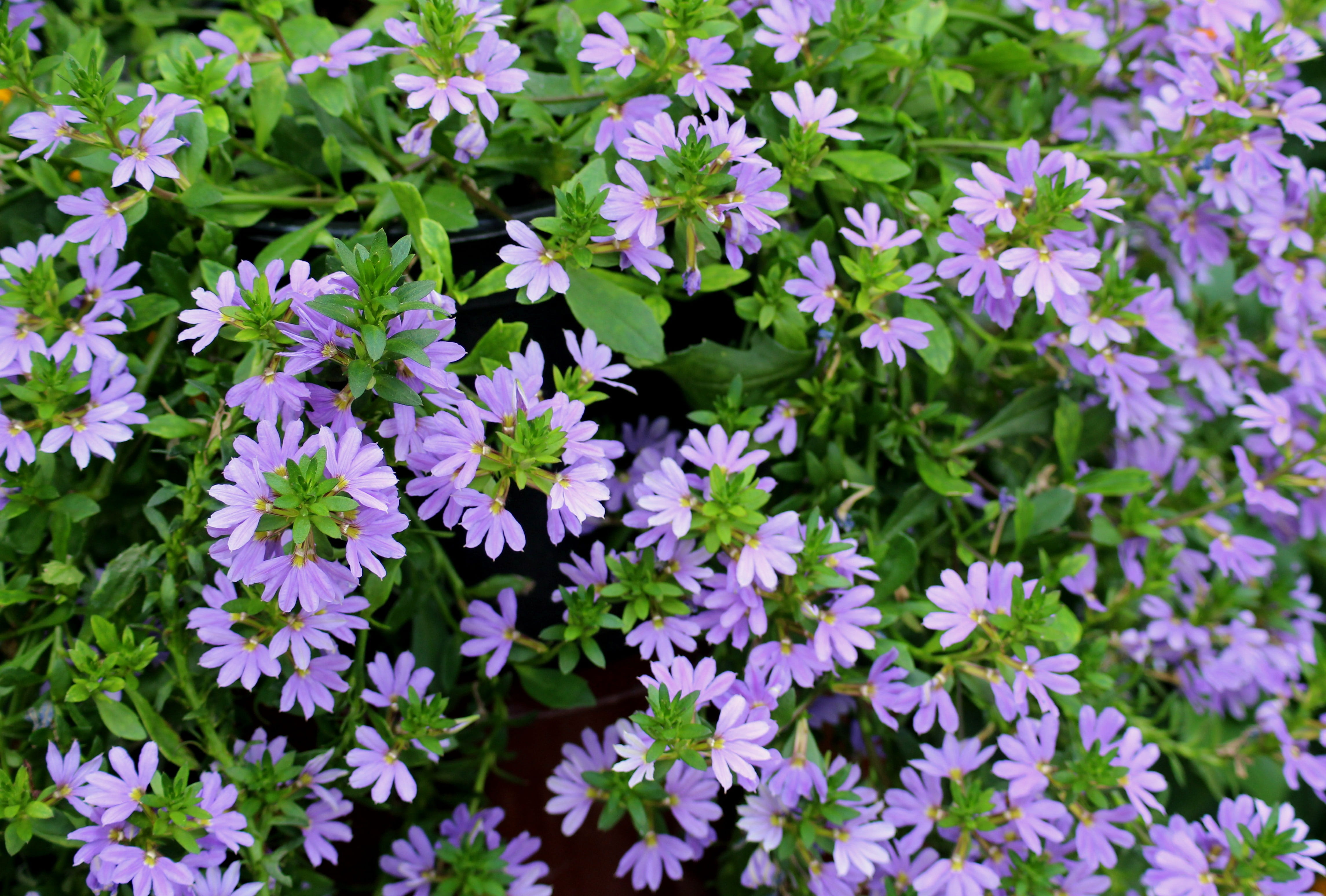 plant, scewola, leaf, inflorescence, freshness, springtime, outdoors, flowerbed, growth, botany, no people, flowers, purple, plant part, beauty in nature, HD Wallpaper